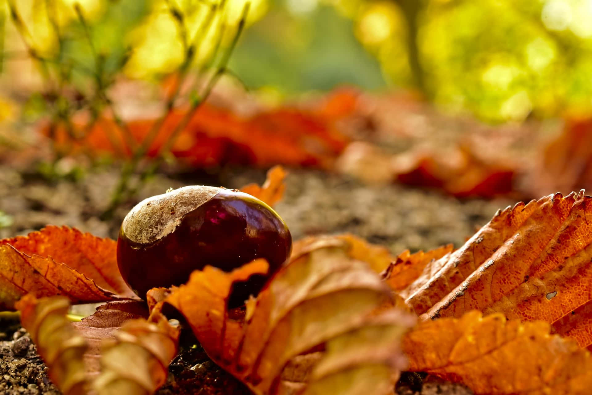 Catturala Bellezza Della Stagione Autunnale Con Questo Stupefacente Paesaggio Naturale D'autunno.
