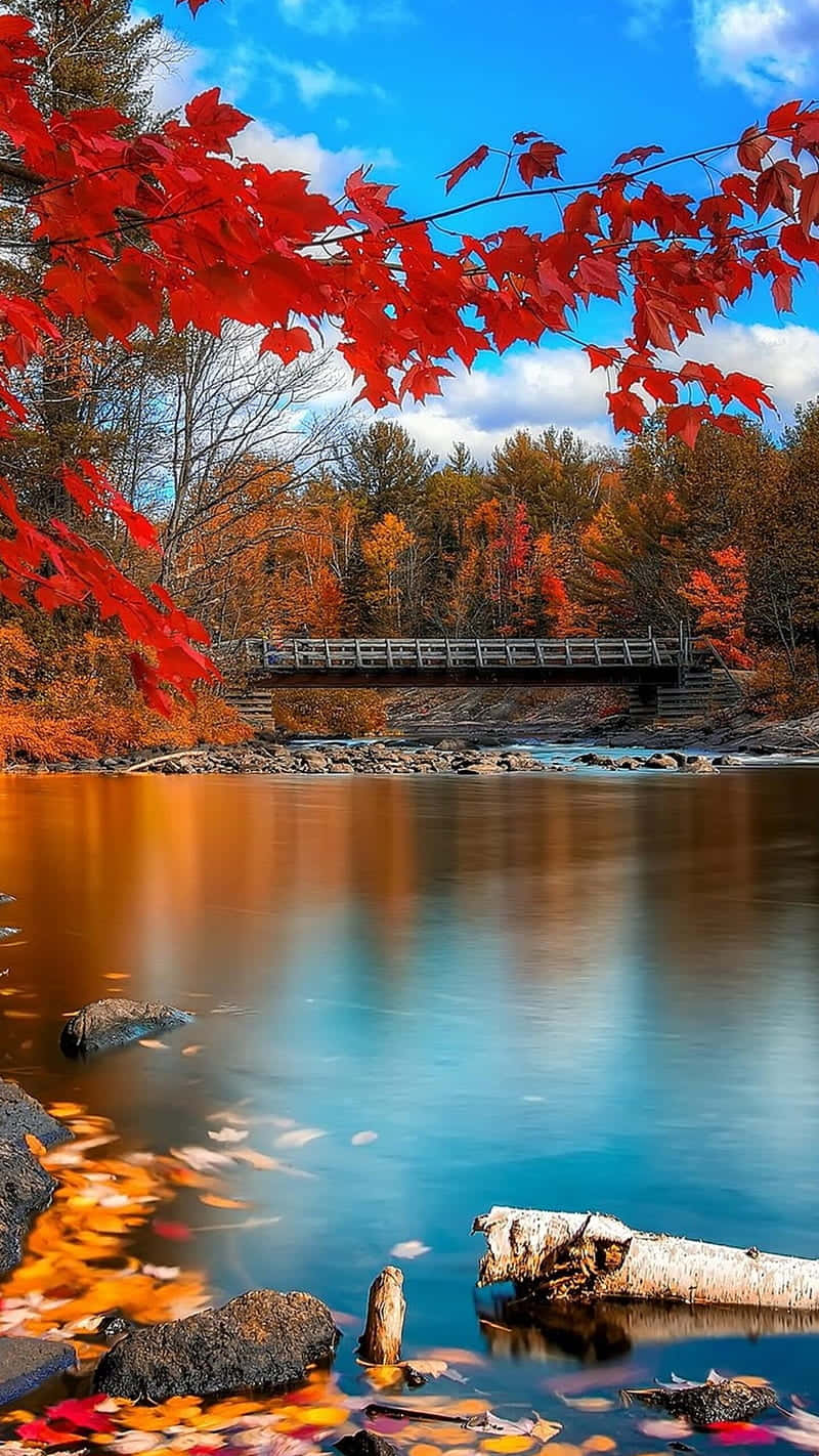 Embrace Autumn's Beauty