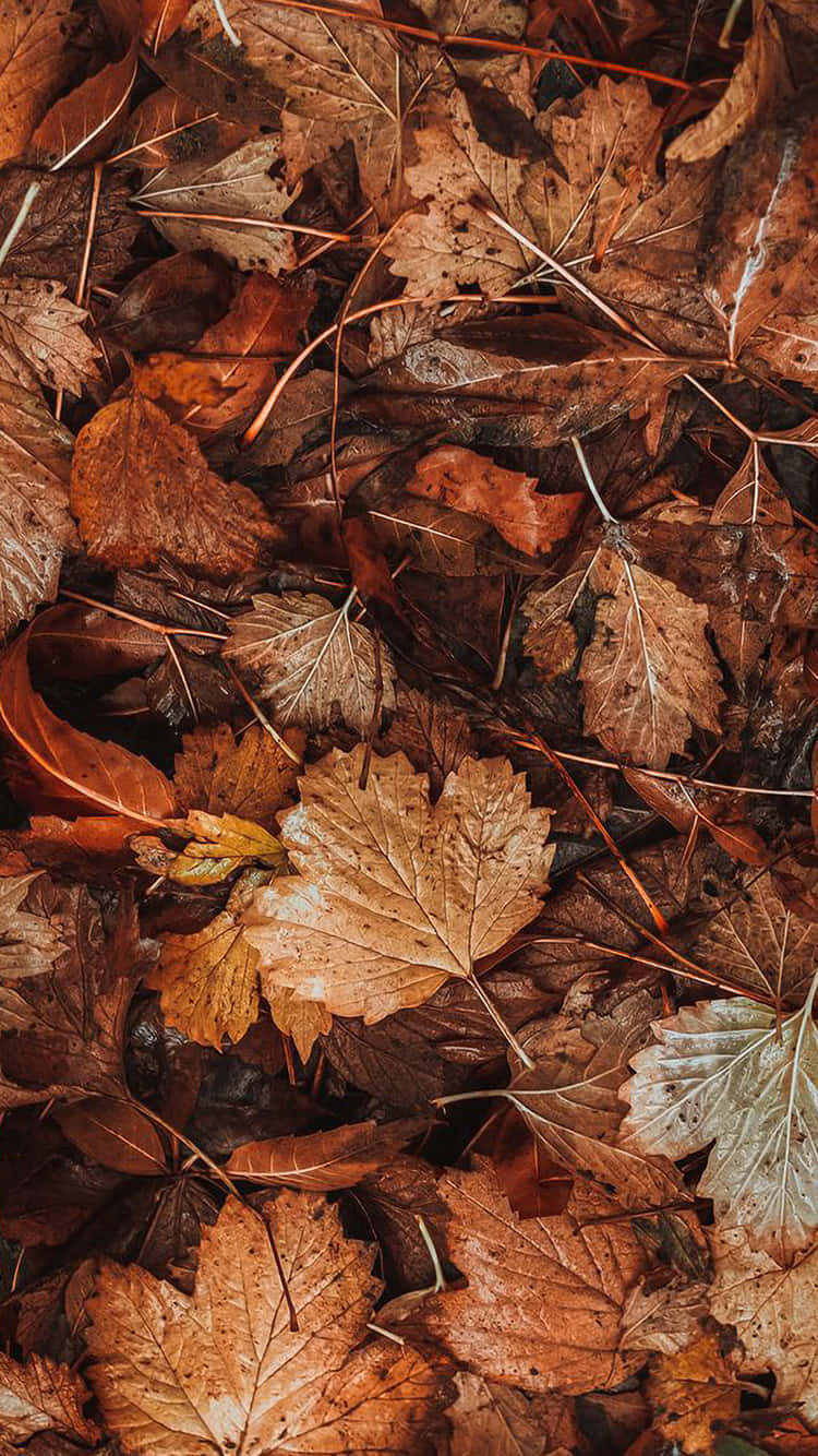 Download Nature Fall Pictures | Wallpapers.com