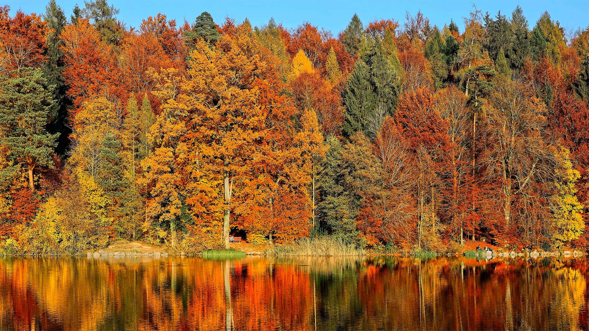 Njutav Höstens Glansfulla Färger I Naturen.