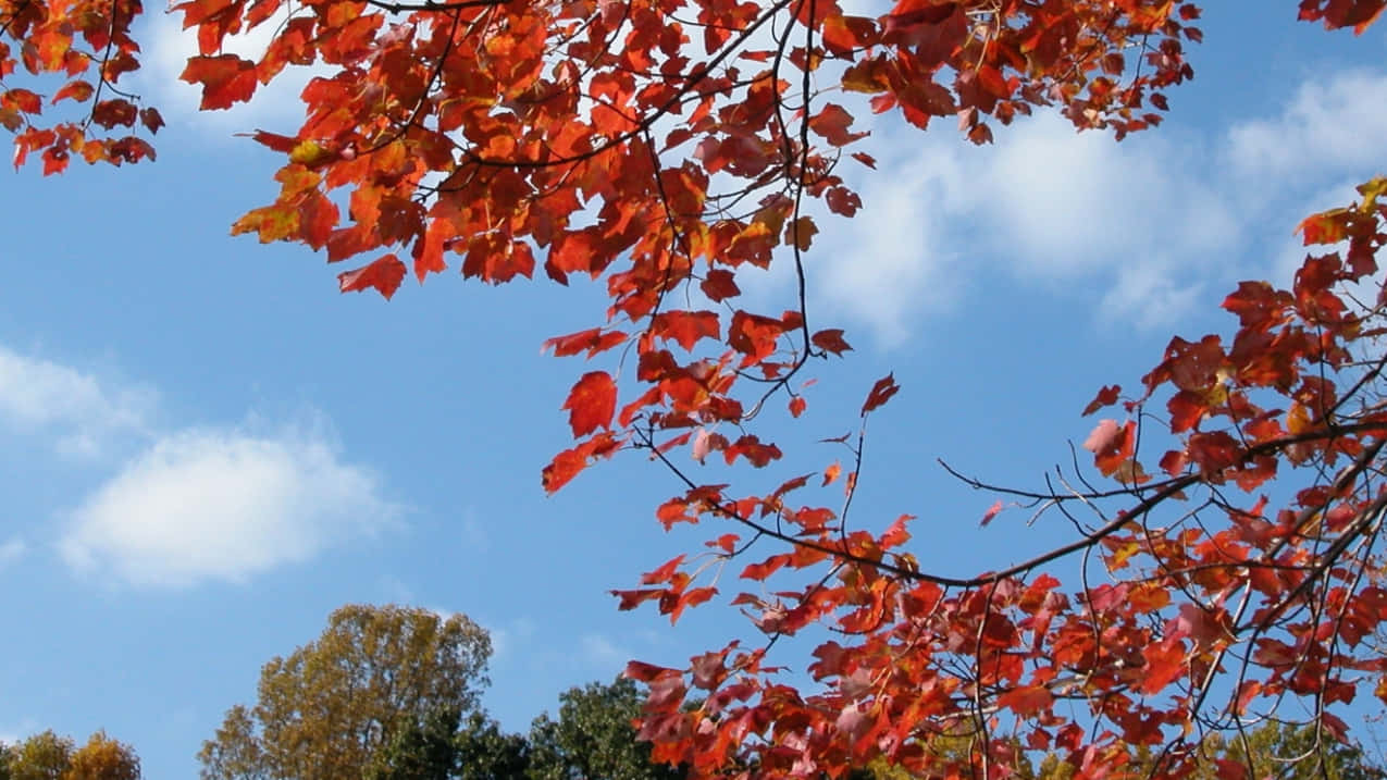 Sentila Bellezza Mozzafiato Dell'autunno Nella Natura