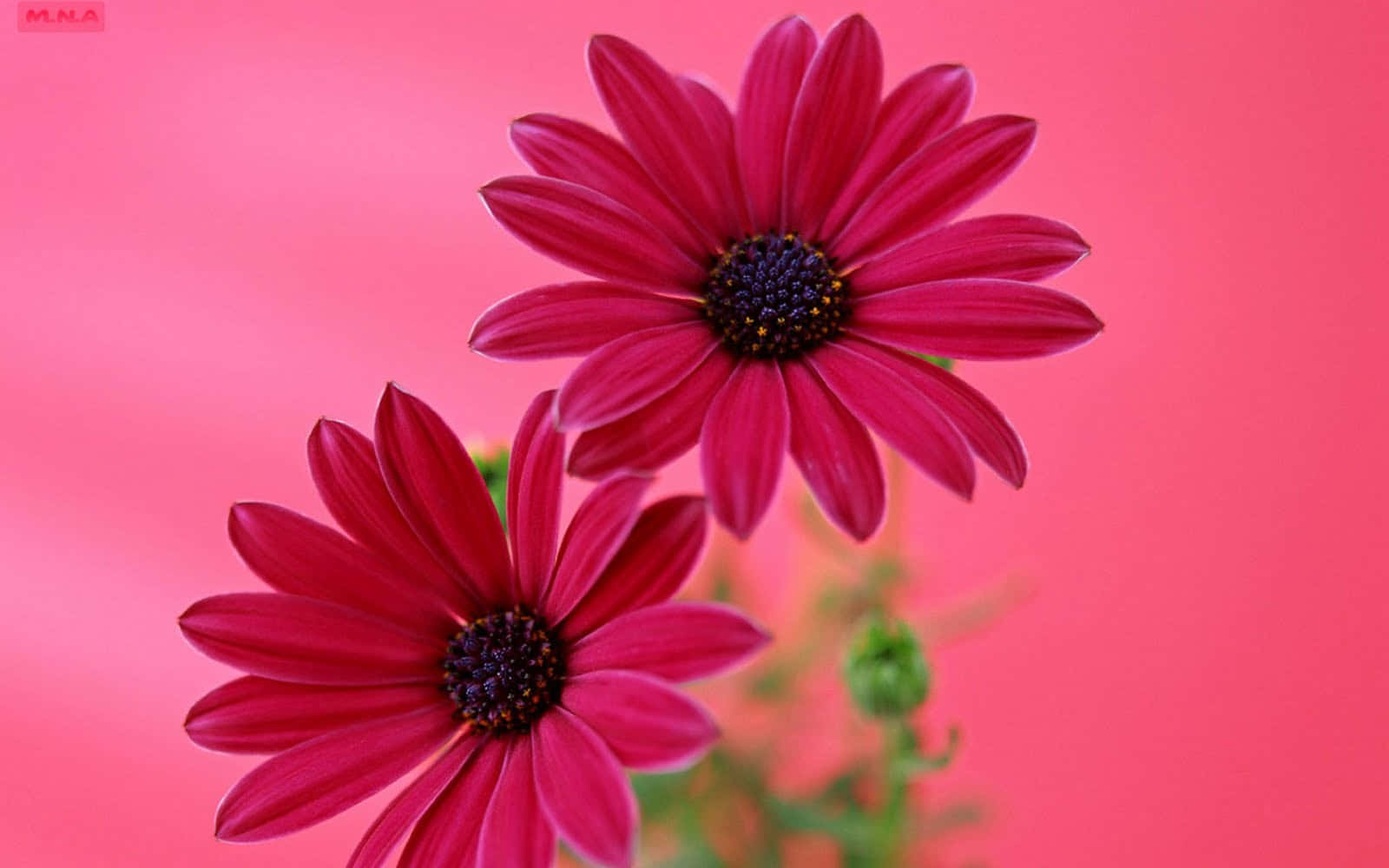 Two Nature Flower Wallpaper