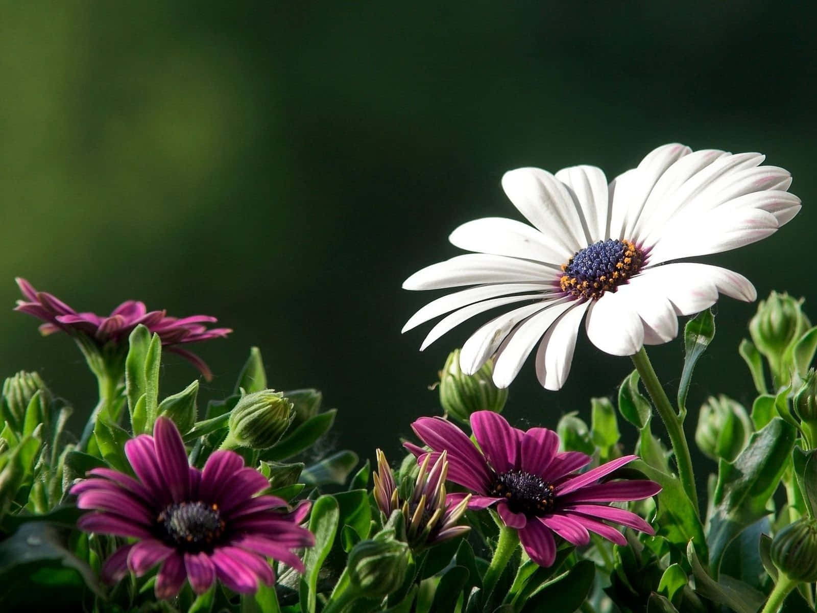 1K+ Nature Flower Pictures | Download Free Images on Unsplash