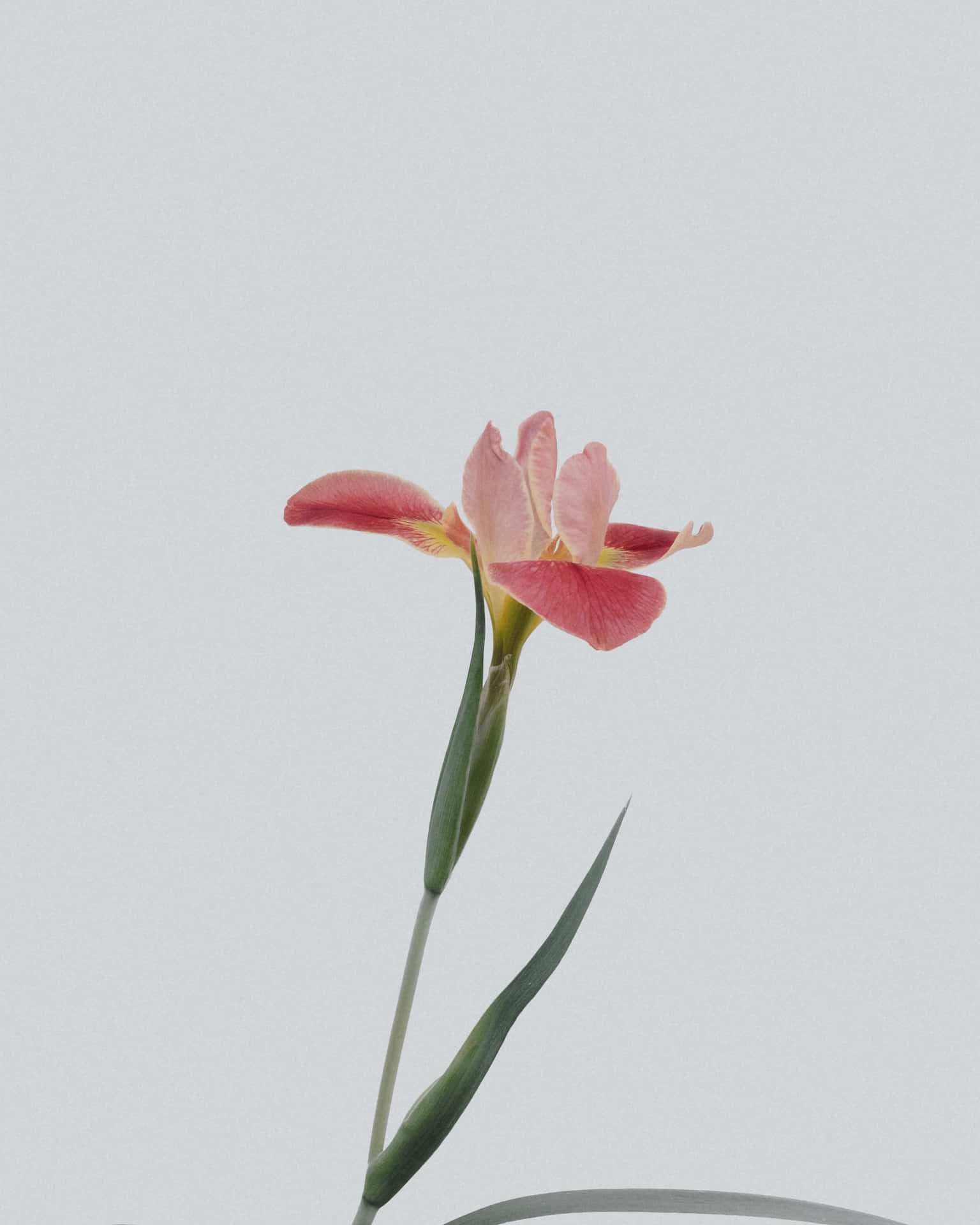 Sientela Gracia De La Naturaleza Con Esta Vibrante Flor. Fondo de pantalla