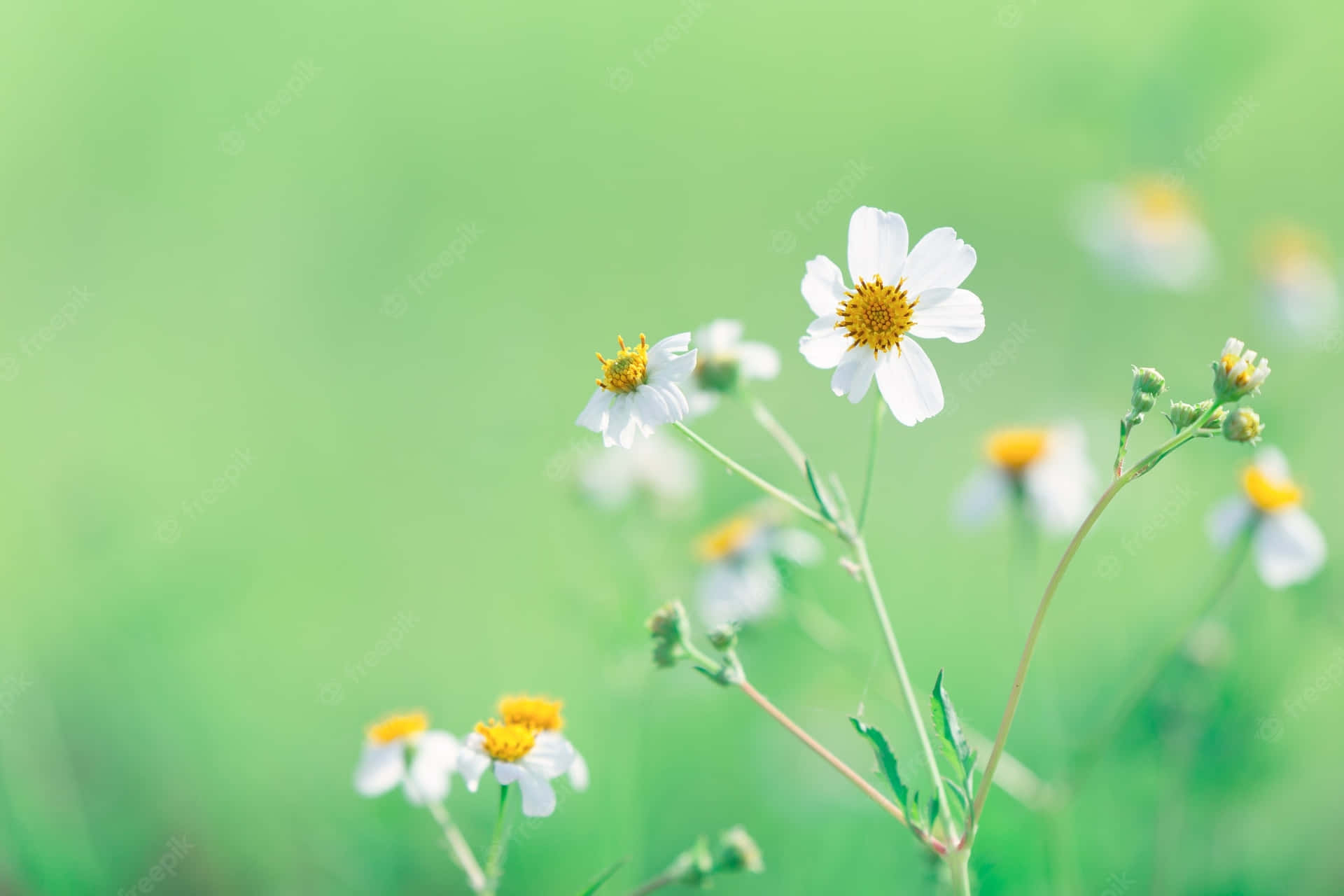 Daisies Nature Flower Wallpaper