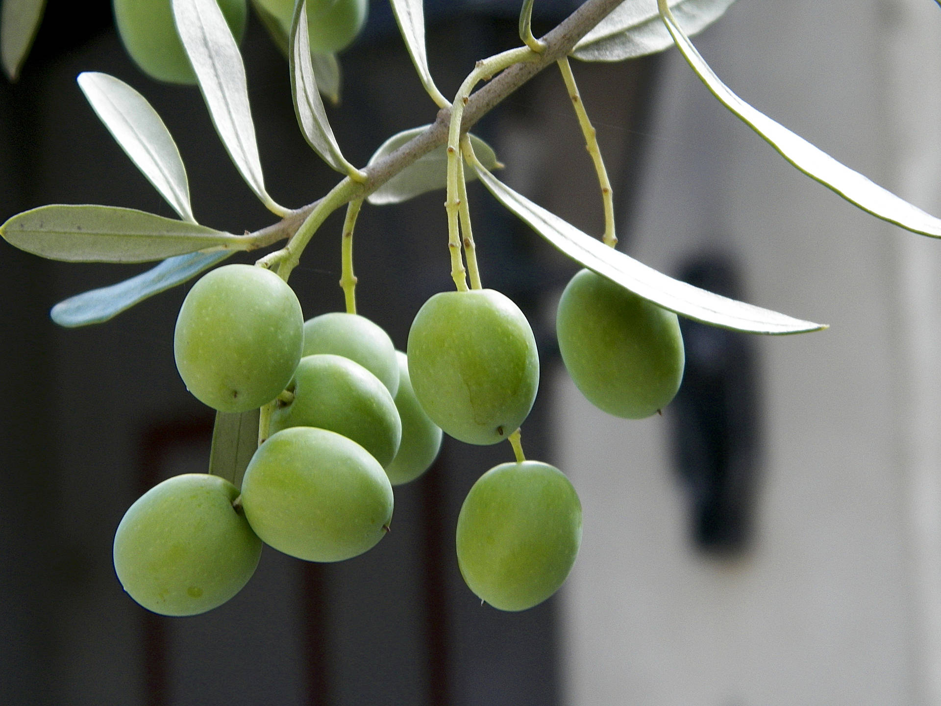 Nature Fruit Plant Olive Wallpaper