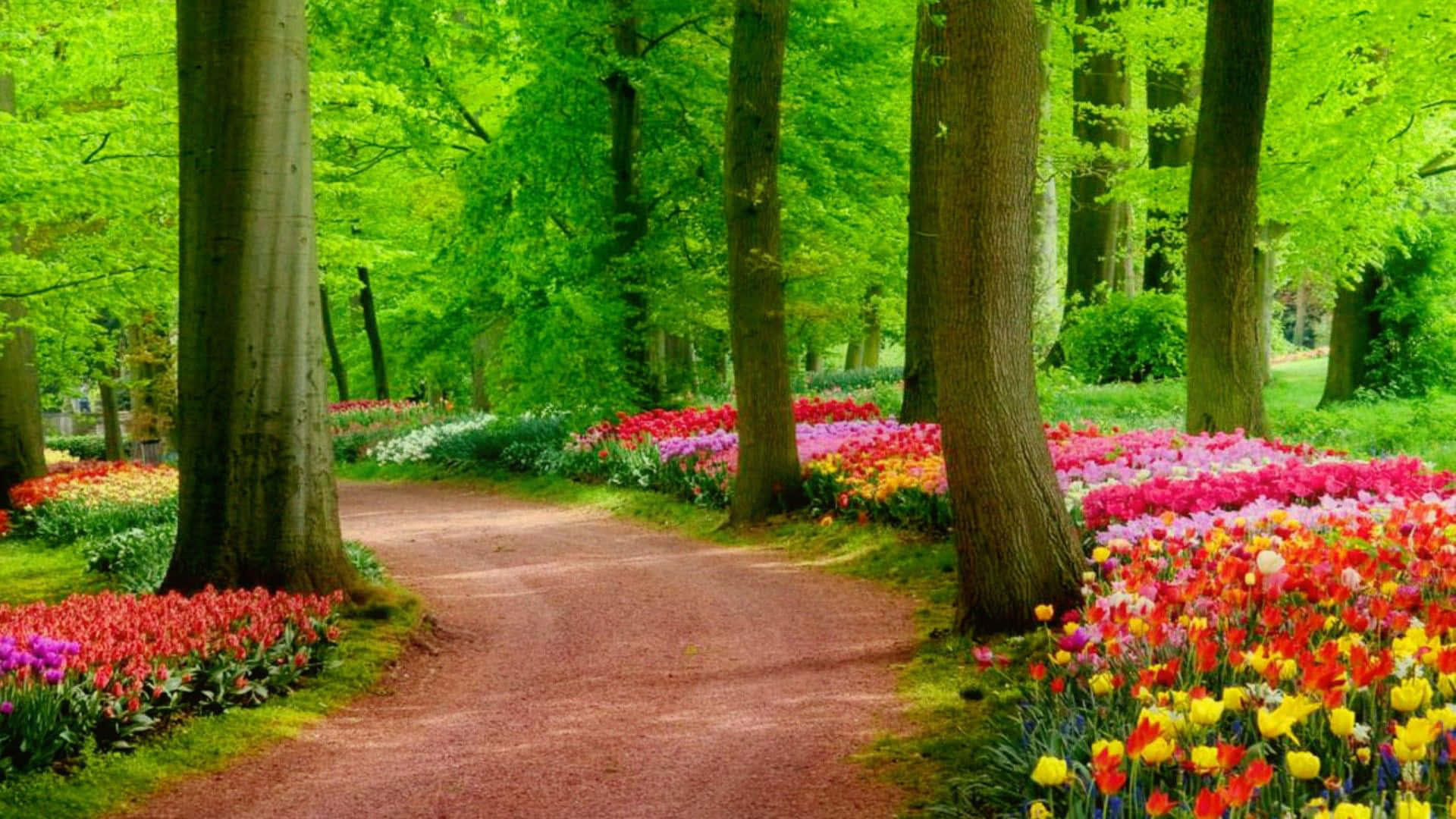 A Path With Colorful Flowers In The Forest