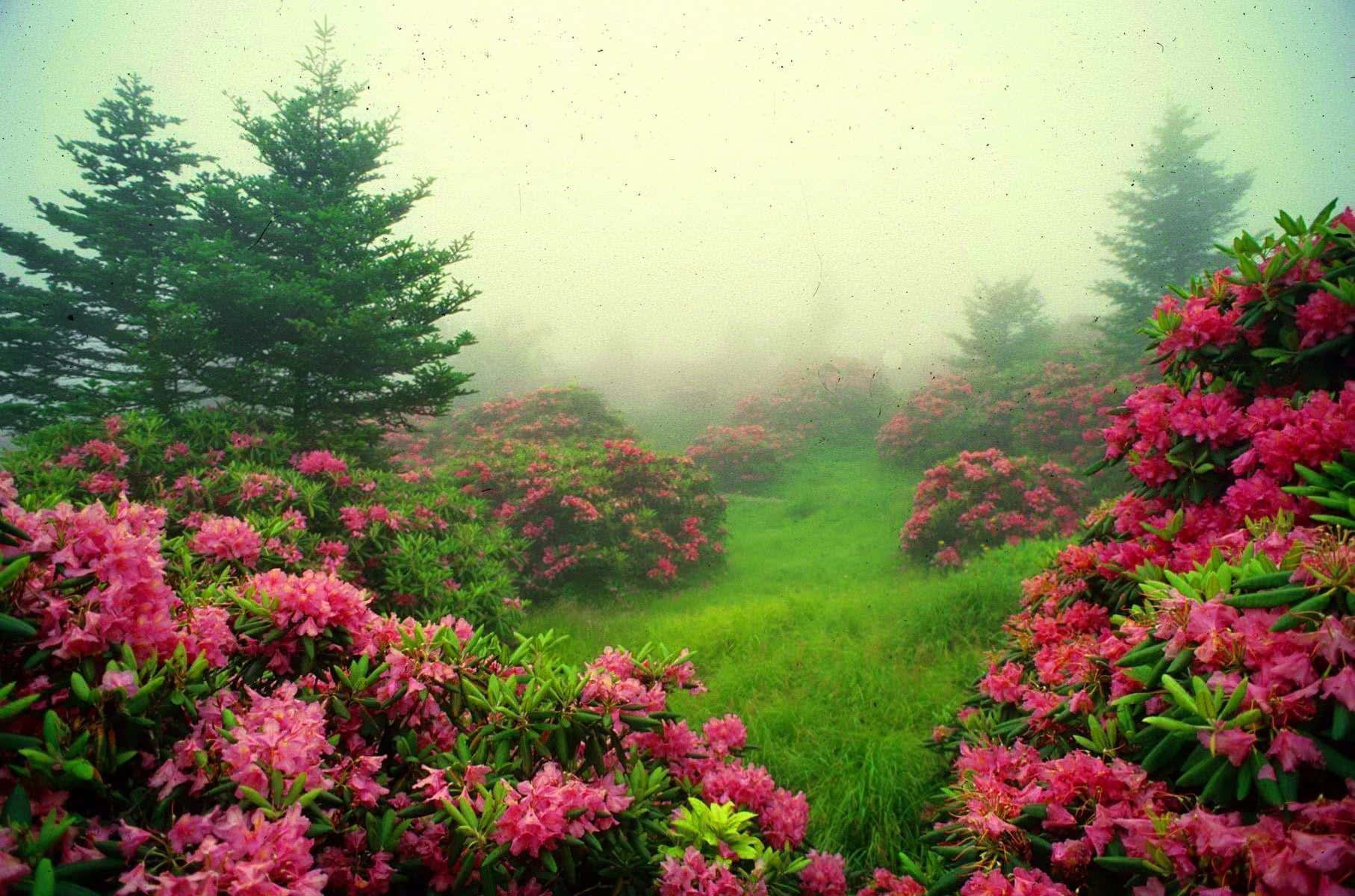 Serene Nature Garden in Full Bloom