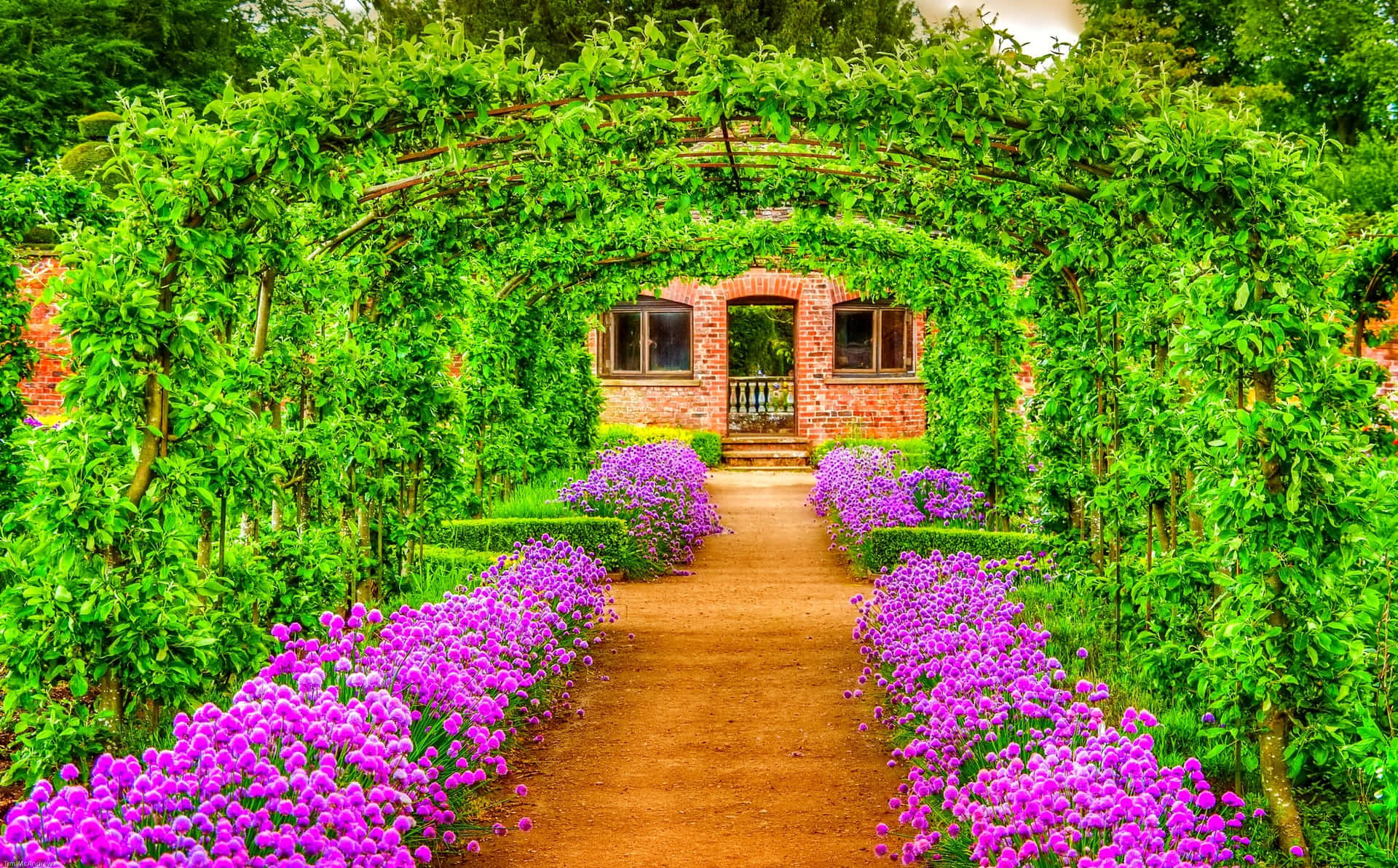 A Pathway With Purple Flowers
