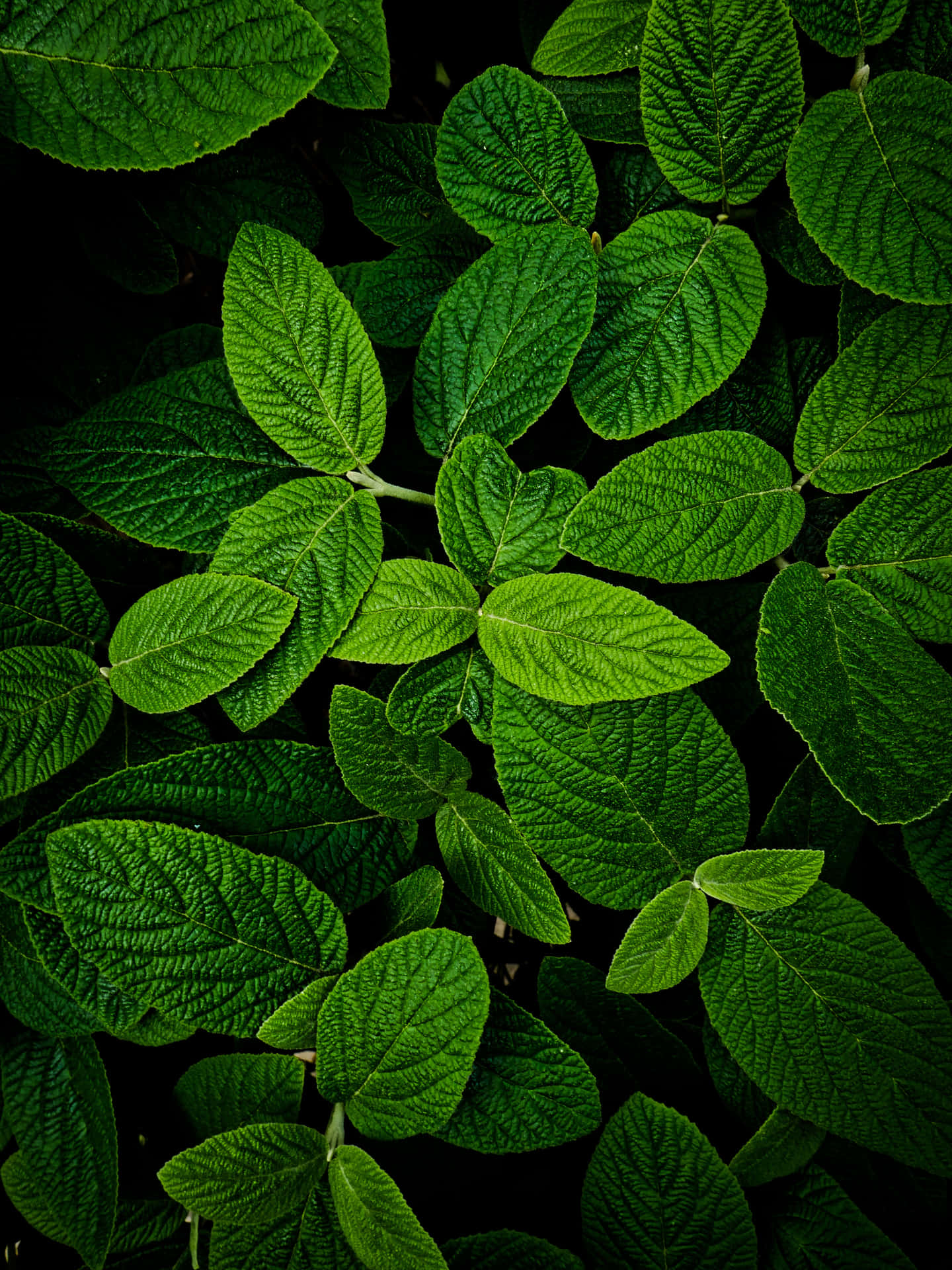 Green Leaves On A Dark Background