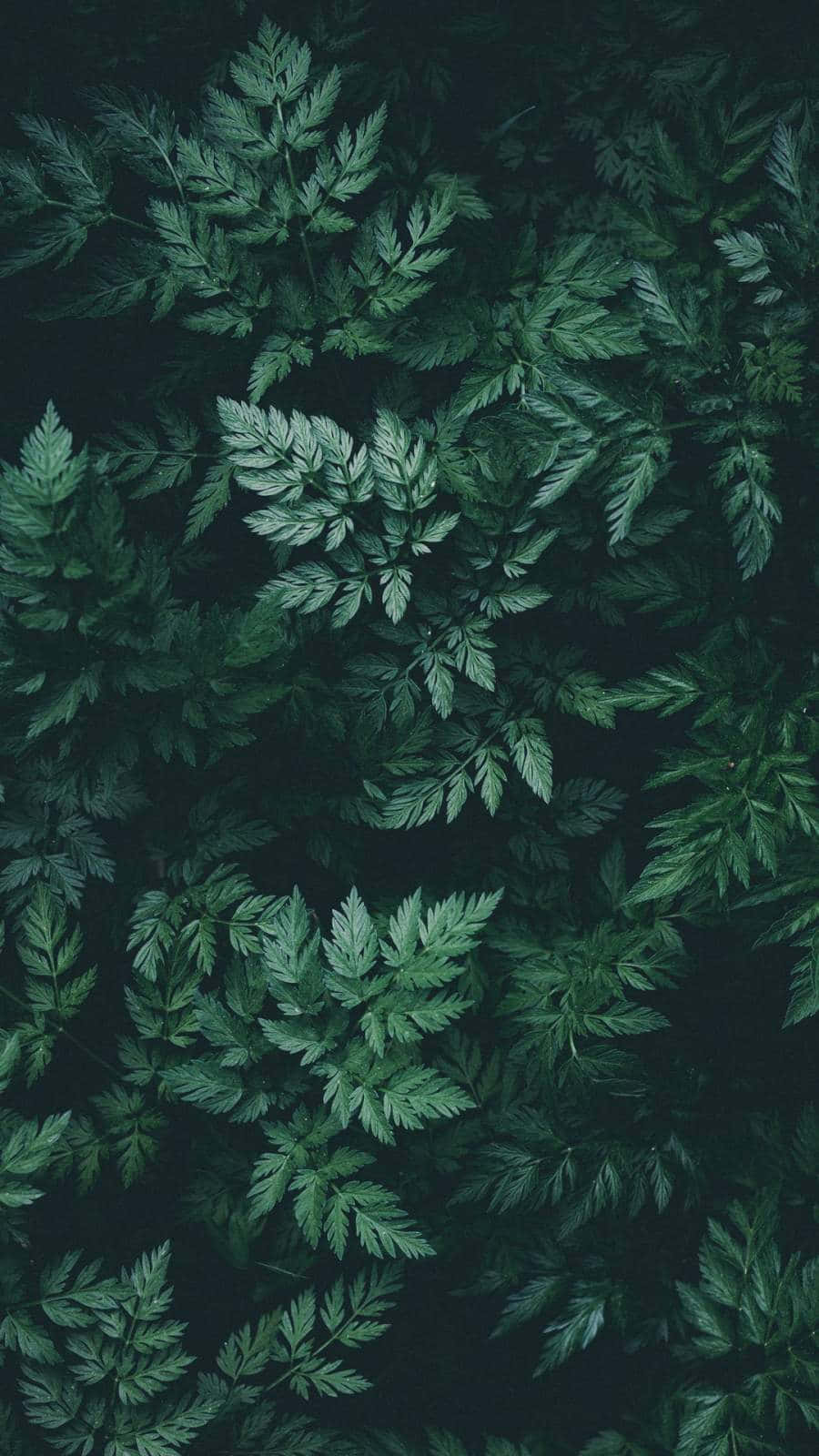 Gönskandeträd Bildar Ett Smaragdgrönt Tak I Nature Green