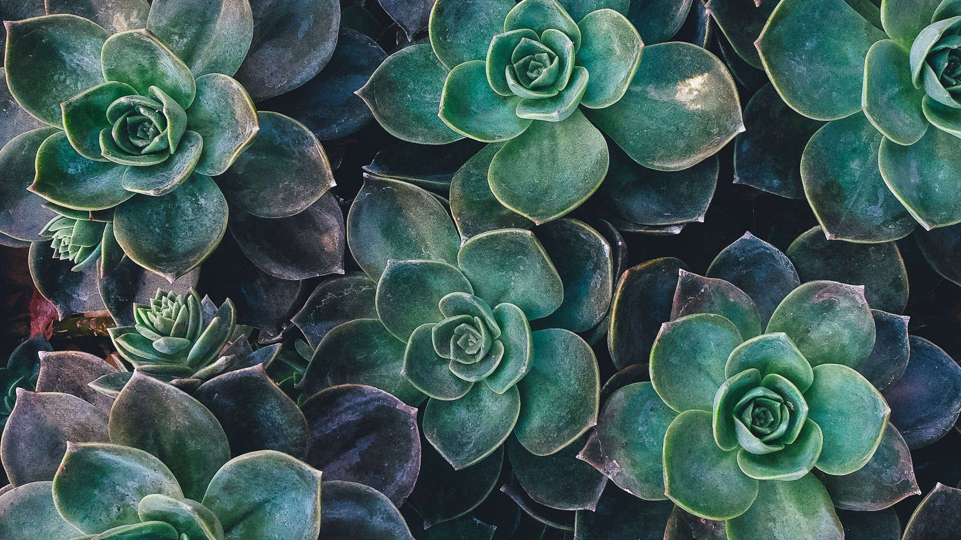 Nature Green Rose Succulent Plants Background