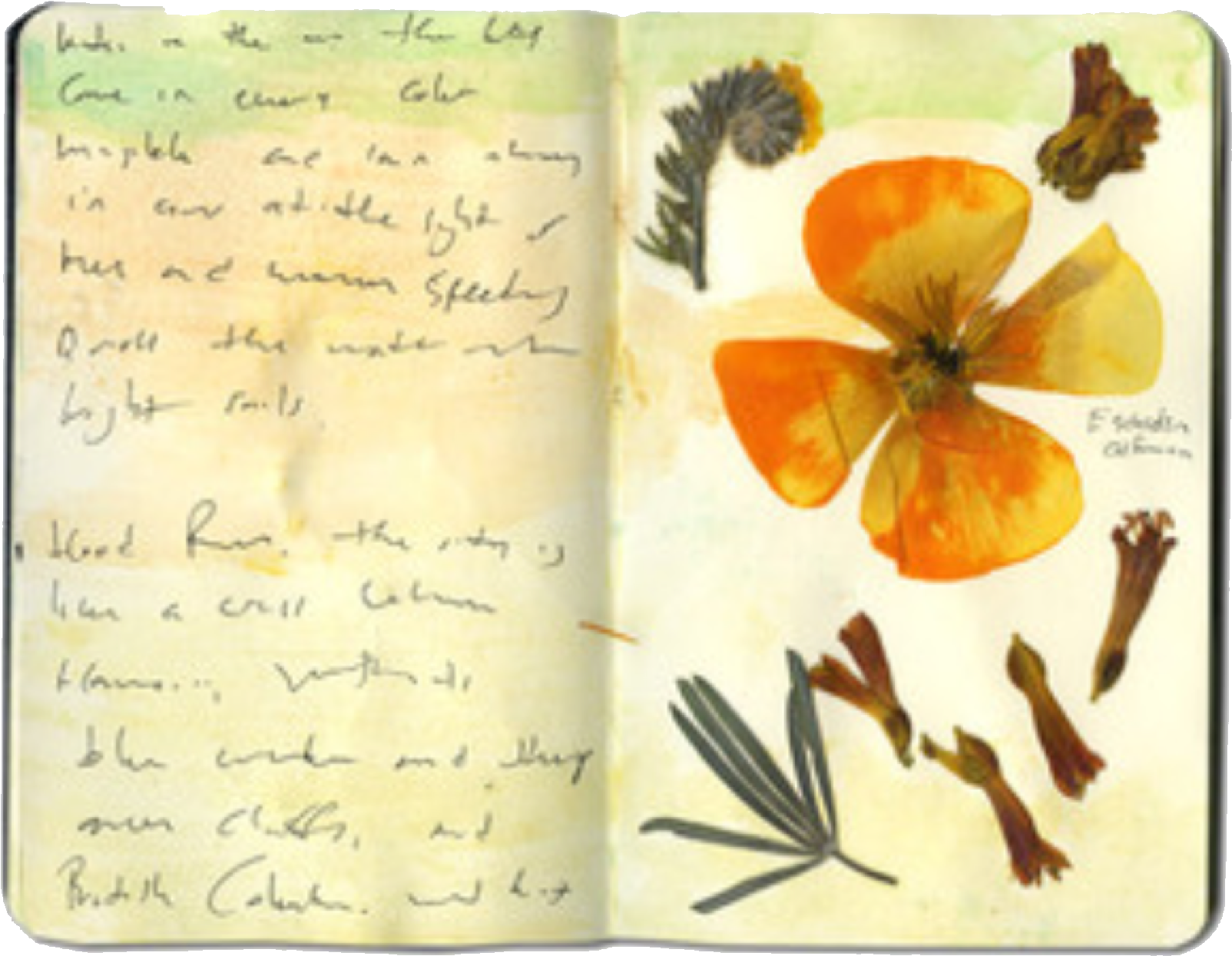 Nature Journal Page With Pressed Flower PNG