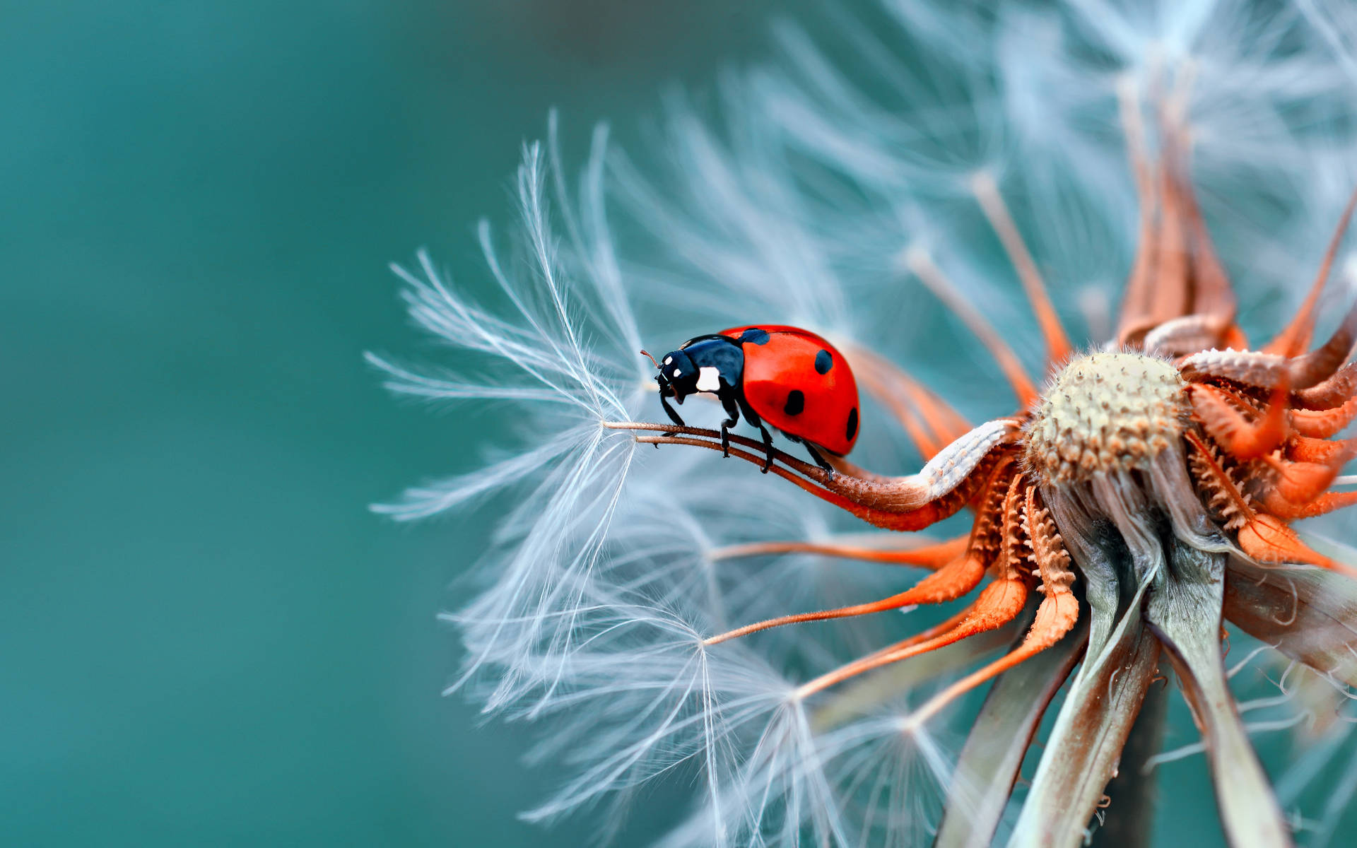 Nature Ladybug Photography Desktop 4K Wallpaper