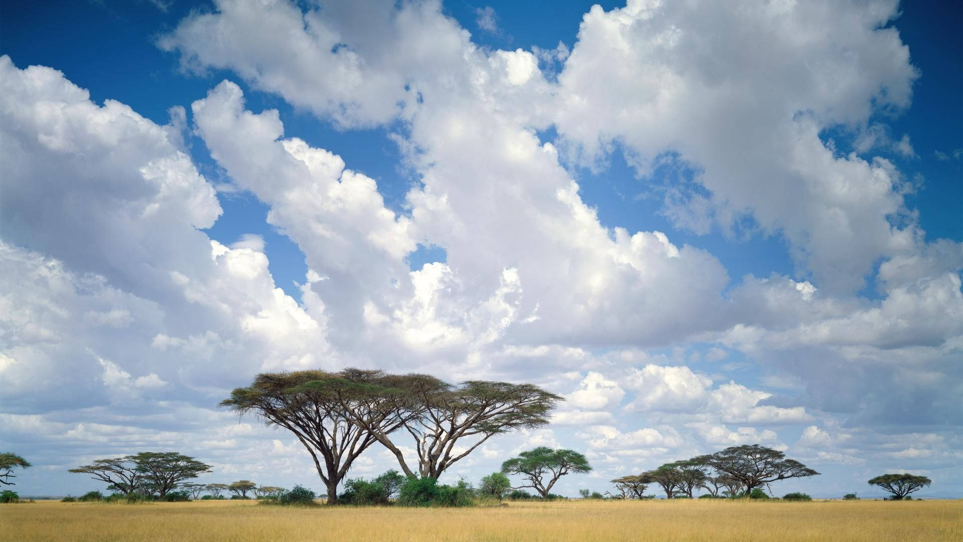 Naturlandskab I Kenya Wallpaper