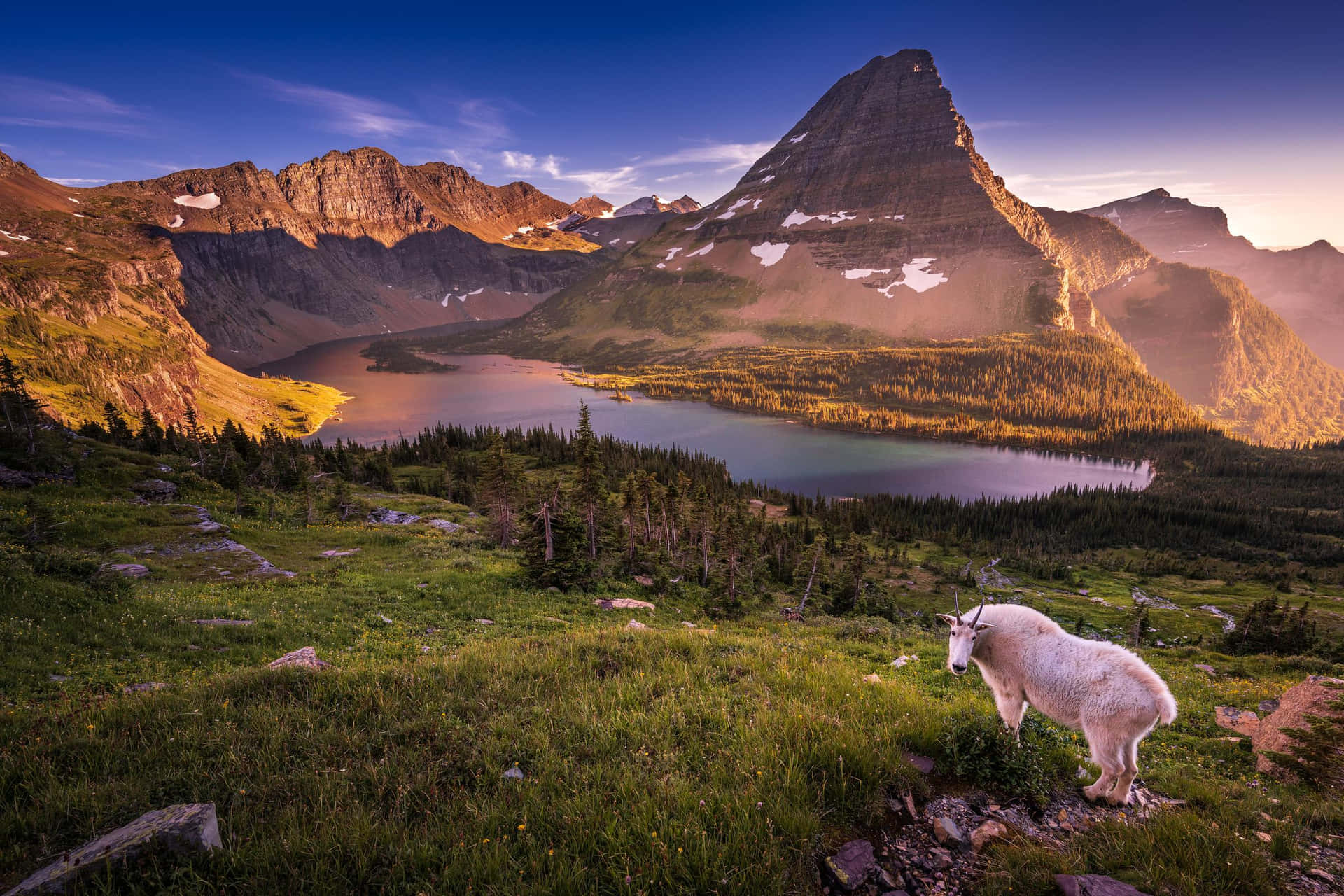 Sheep In Mountain Nature Landscape Picture