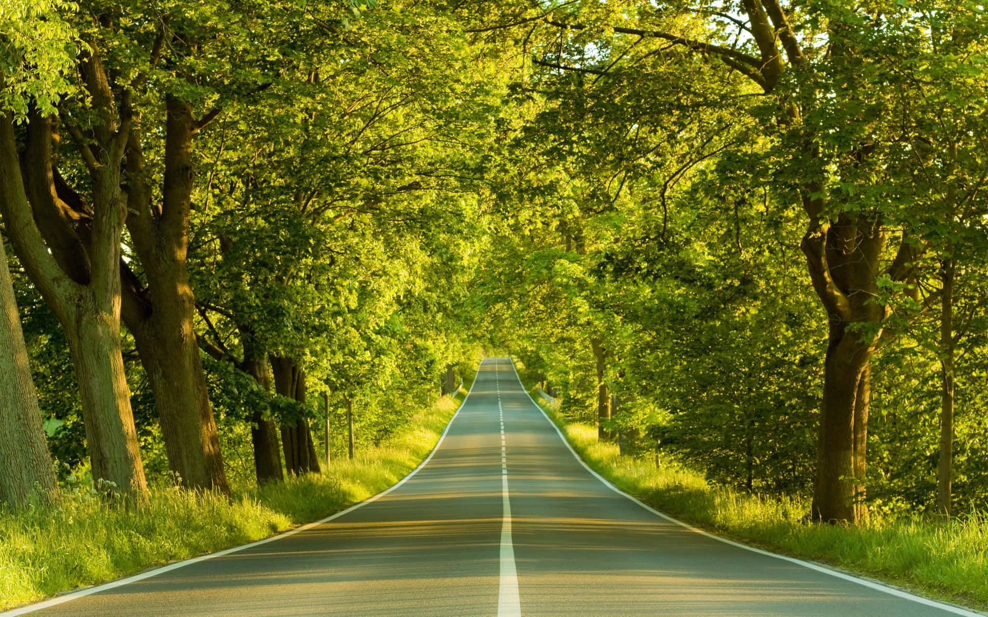 Road With Trees Nature Landscape Picture
