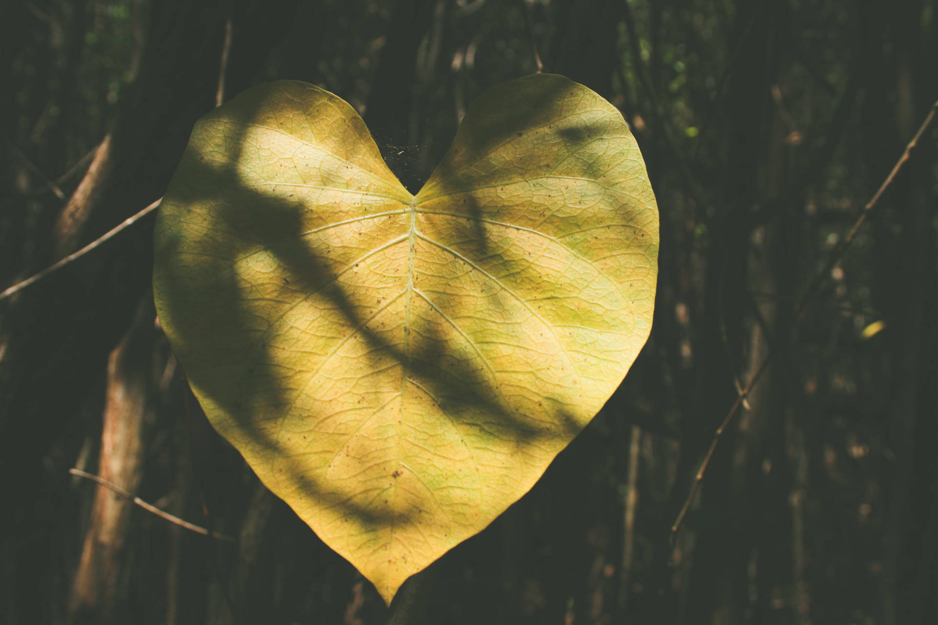 Nature Love Heart-shaped Leaf