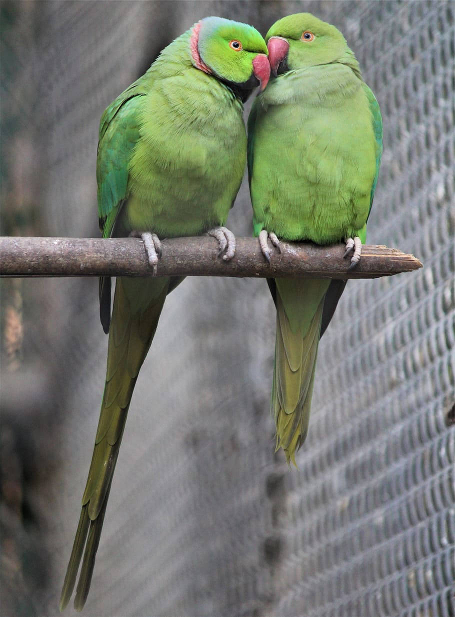 Nature Love Parakeets