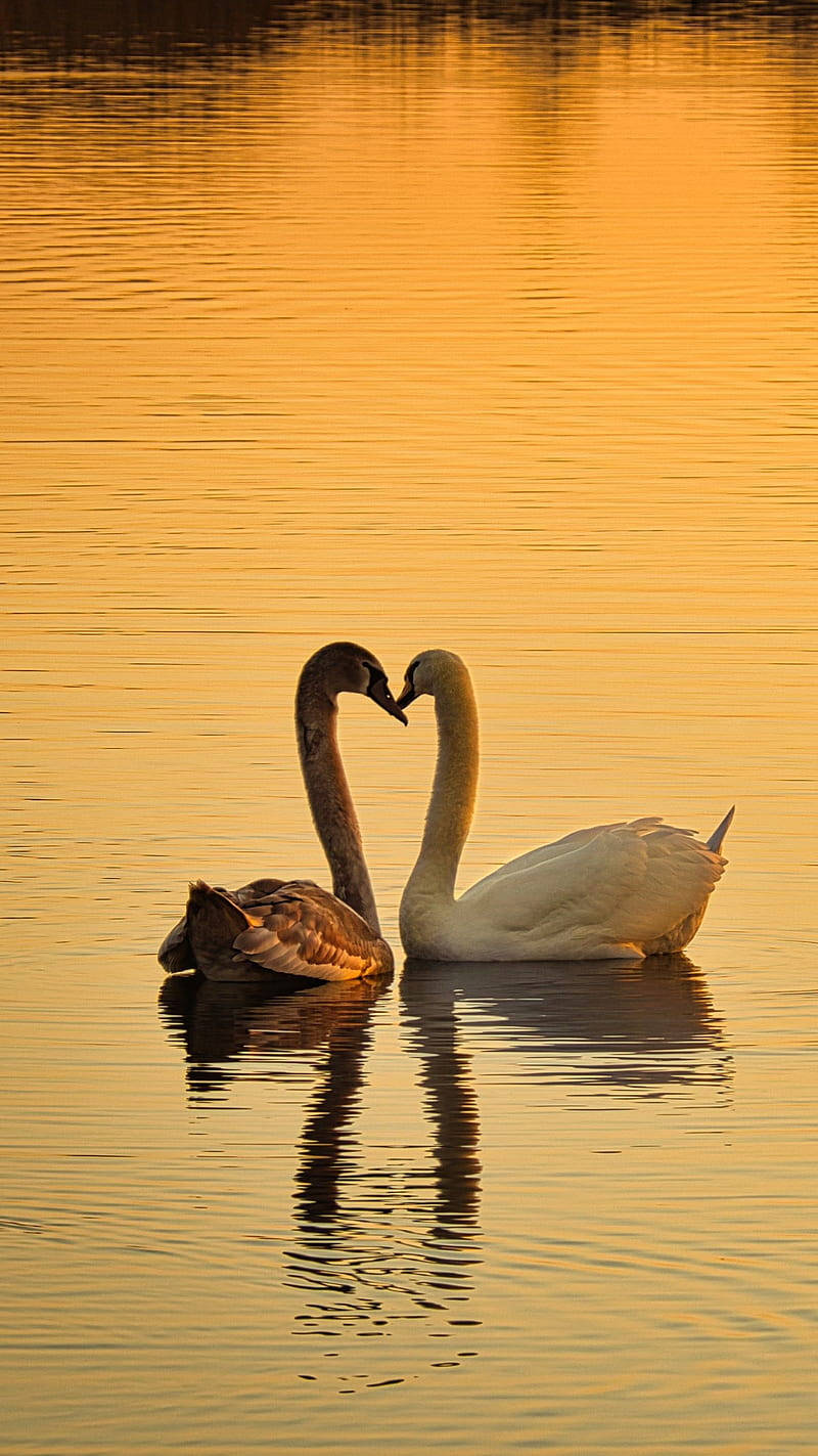 Nature Love Swans During Sunset