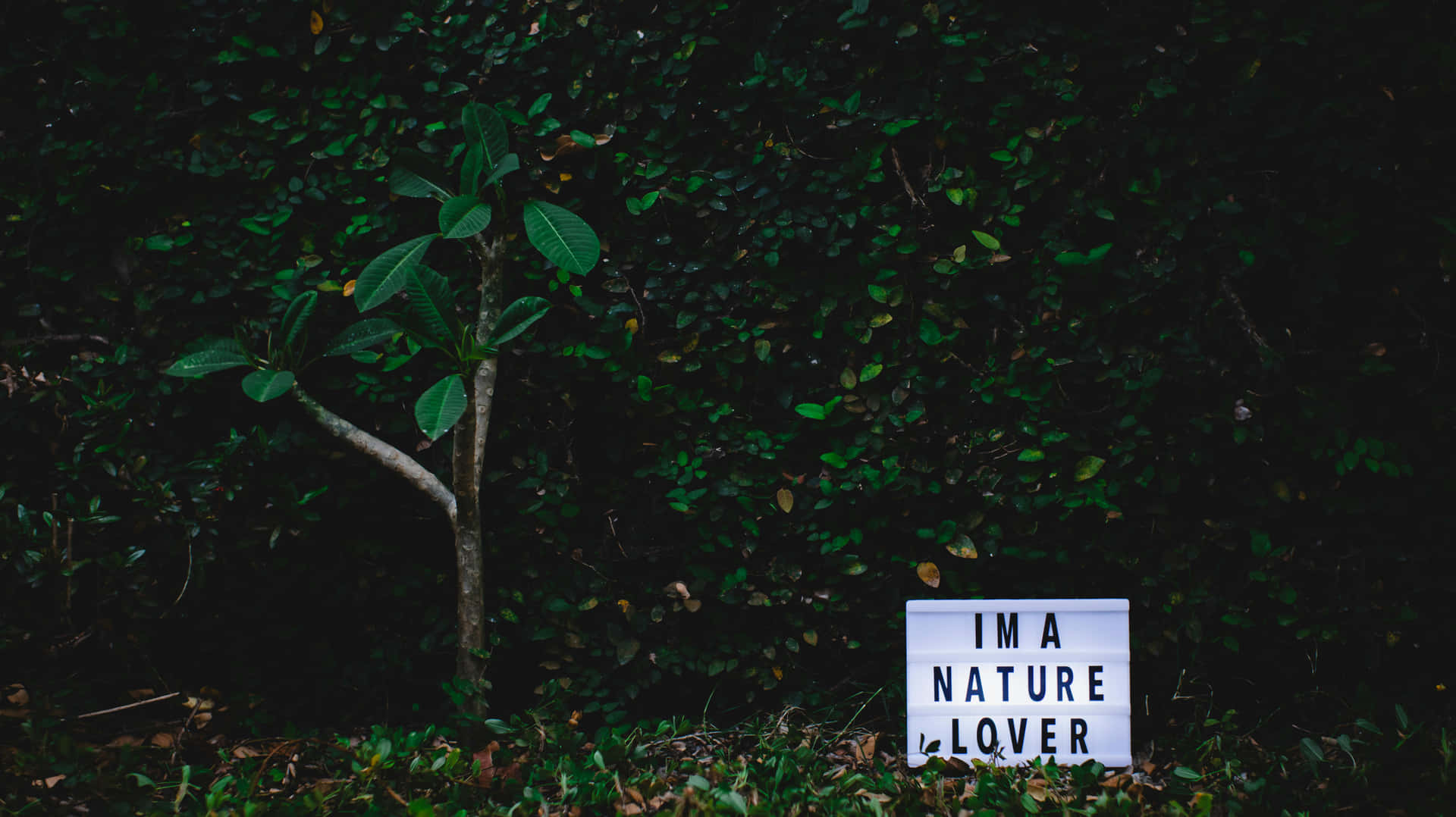 Nature Lover Sign Dark Green Foliage Wallpaper