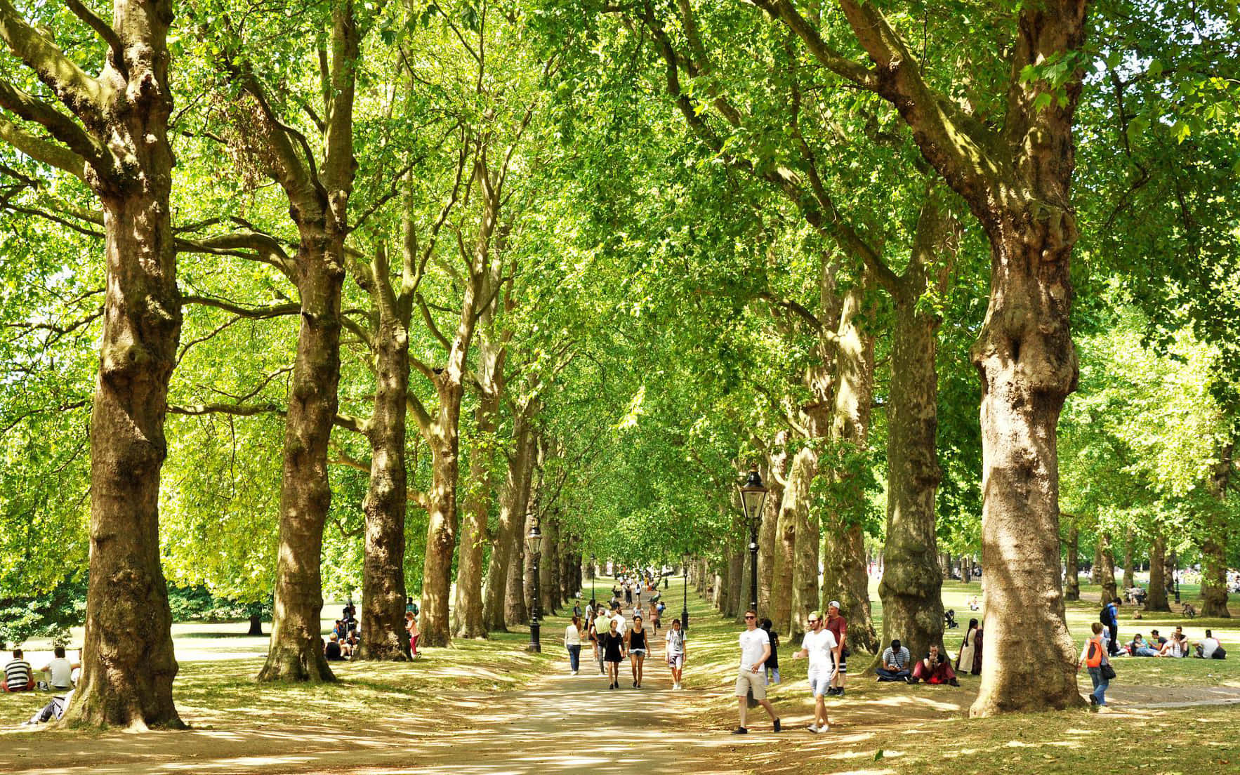 Grøn Park Tapet for Naturelskere Wallpaper