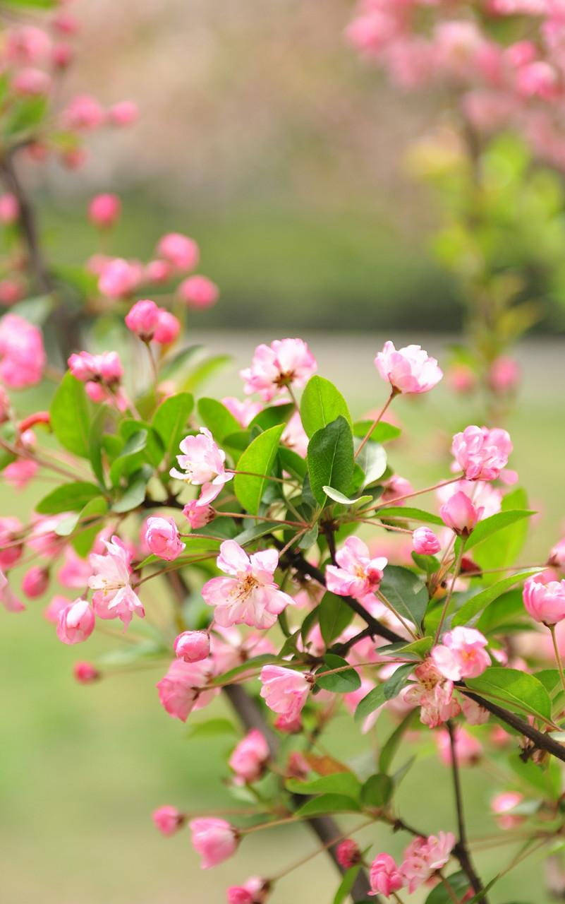 Naturtelefon Blommande Rosa Blommor Wallpaper
