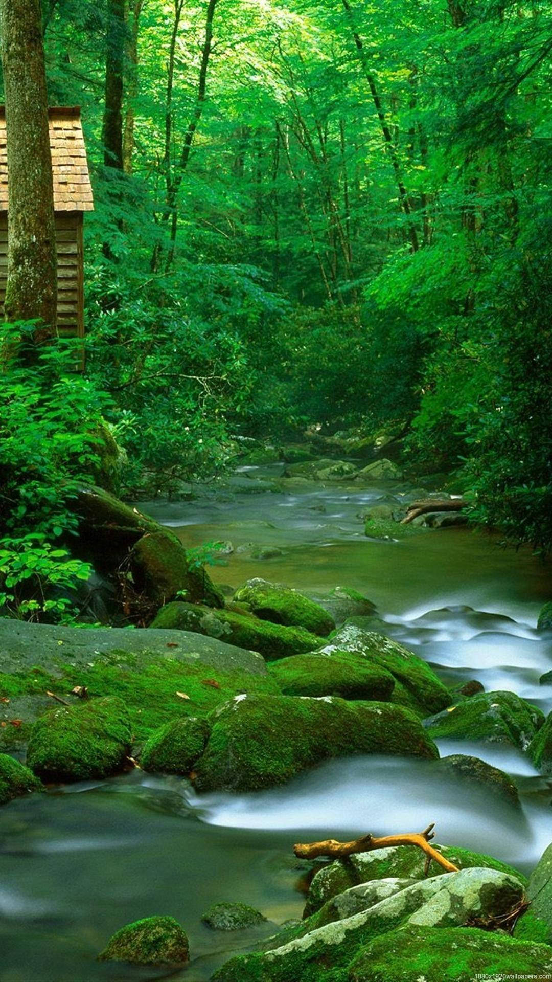 Teléfonode Naturaleza En Un Bosque Junto Al Arroyo Fondo de pantalla