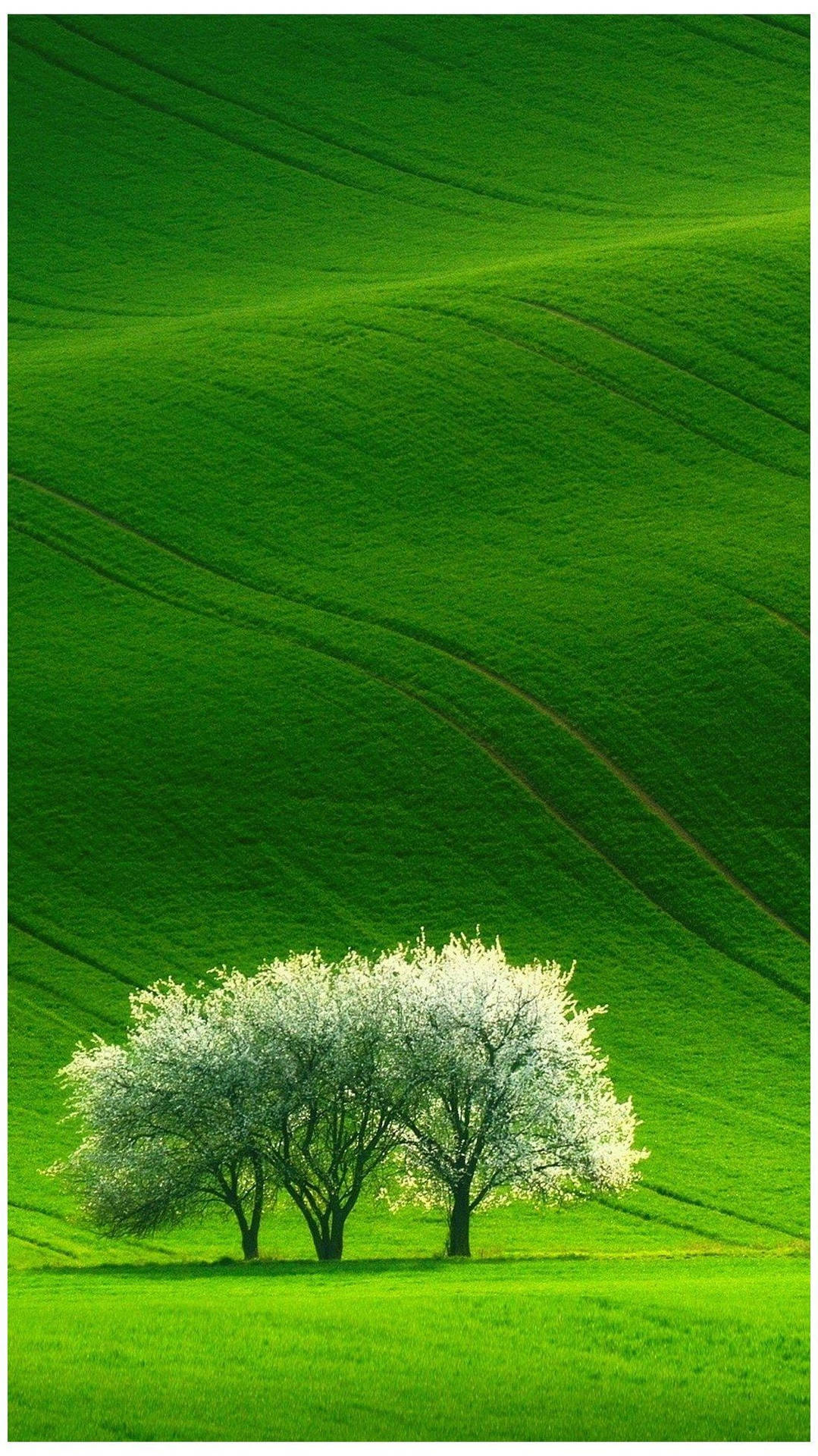 Naturhandy Drei Bäume Grasland Wallpaper