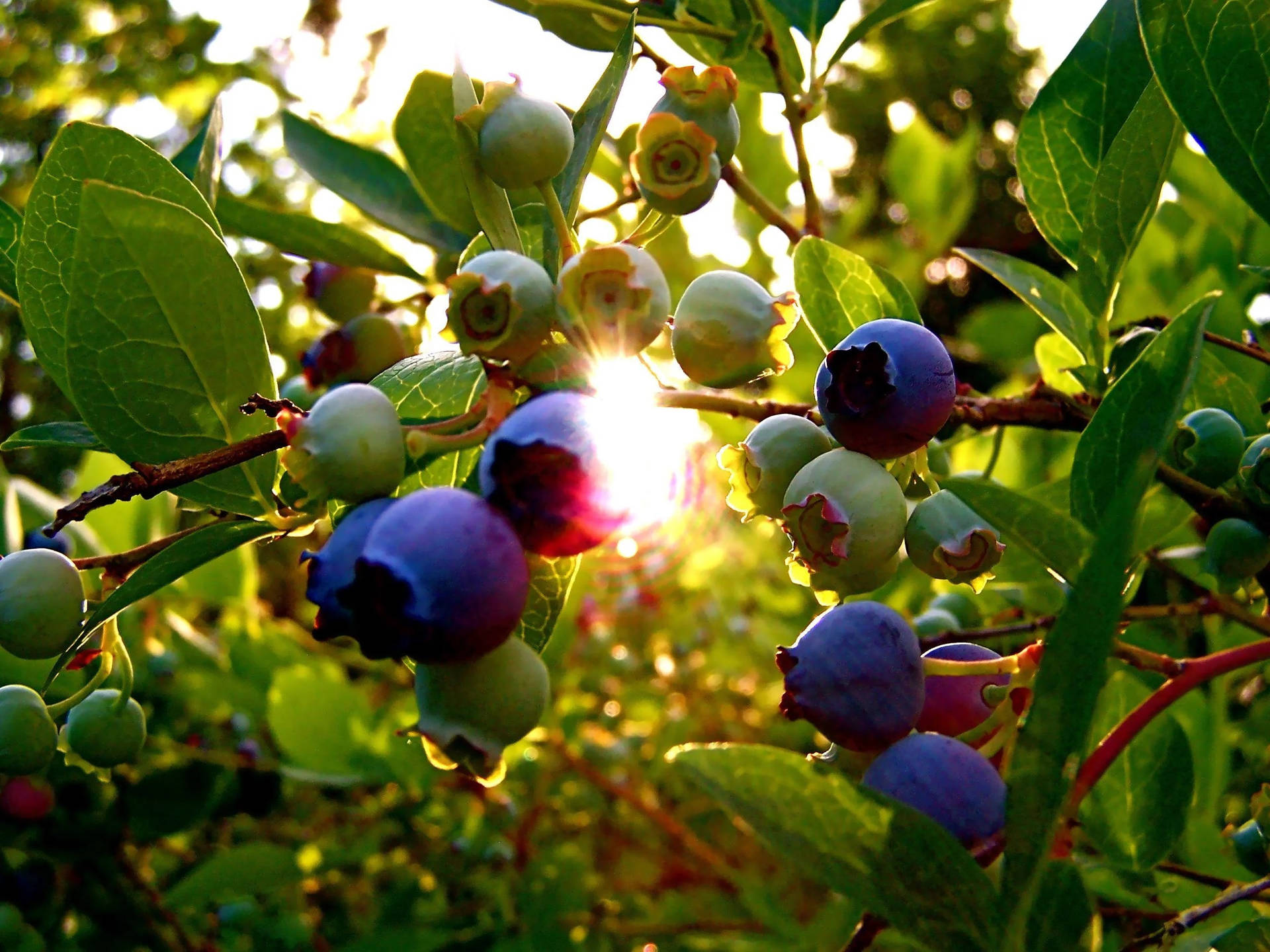 Nature Photography Blueberry Plant Wallpaper