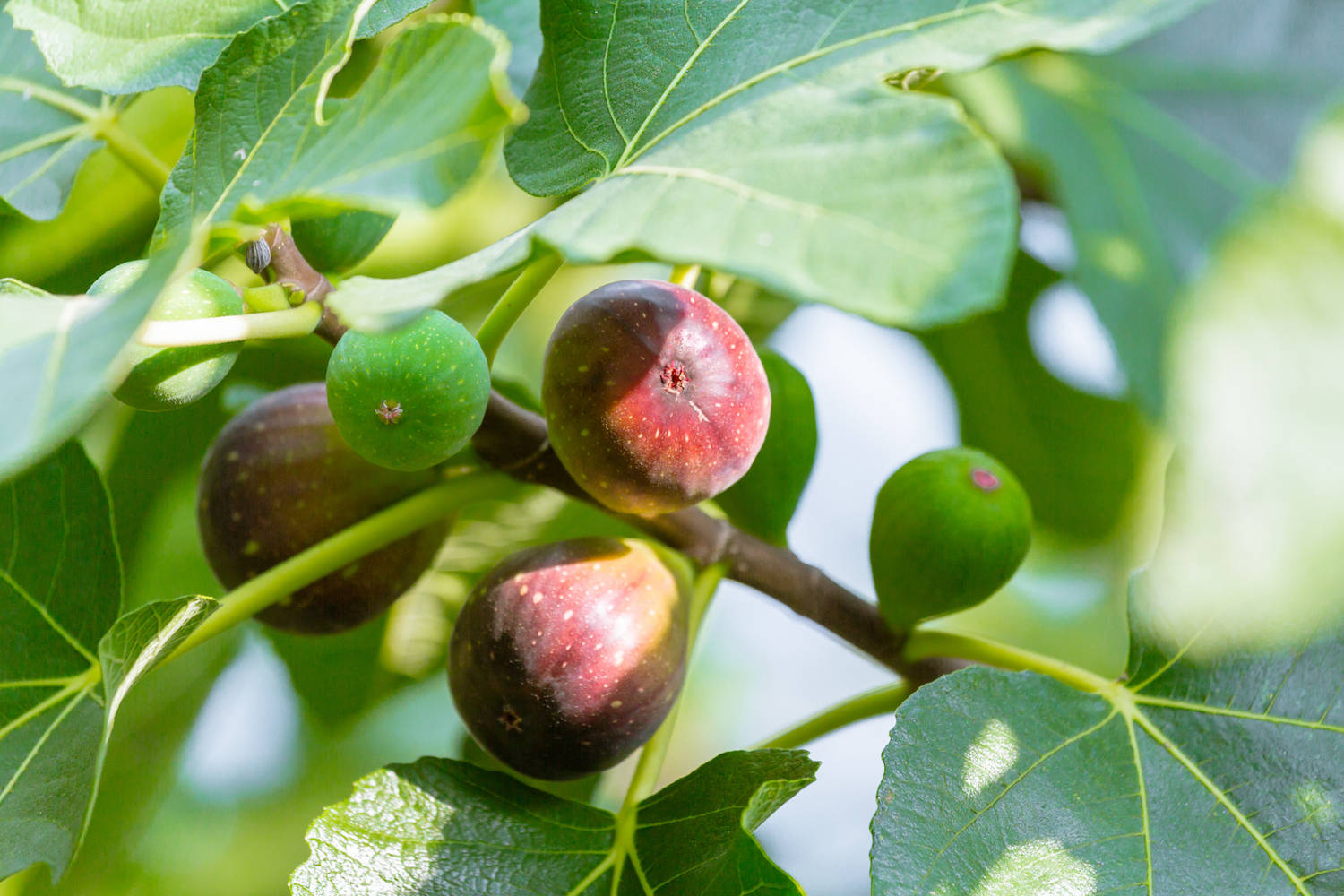 Nature Photography Of Figs On A Tree Wallpaper