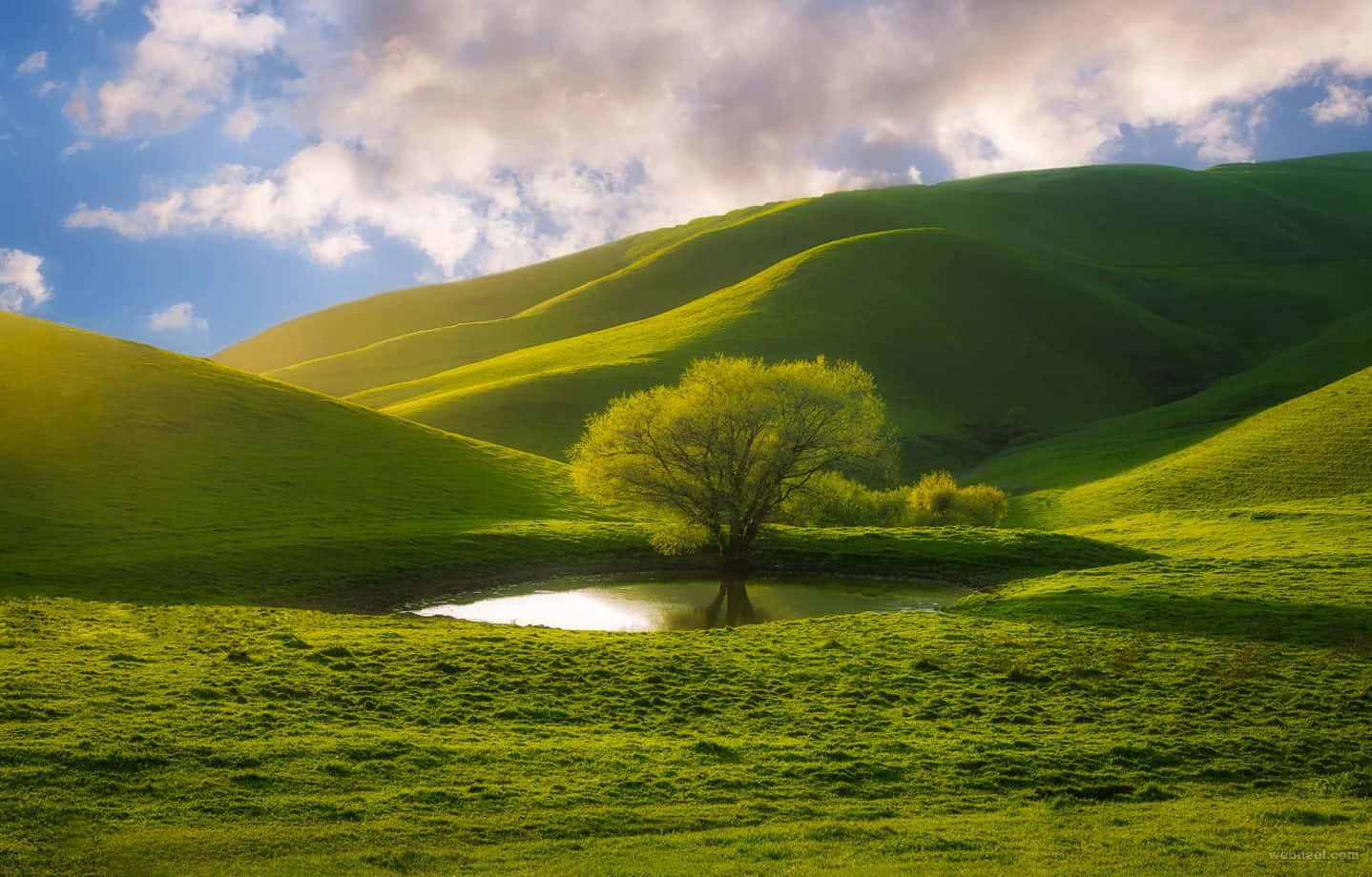 a green hill with a tree
