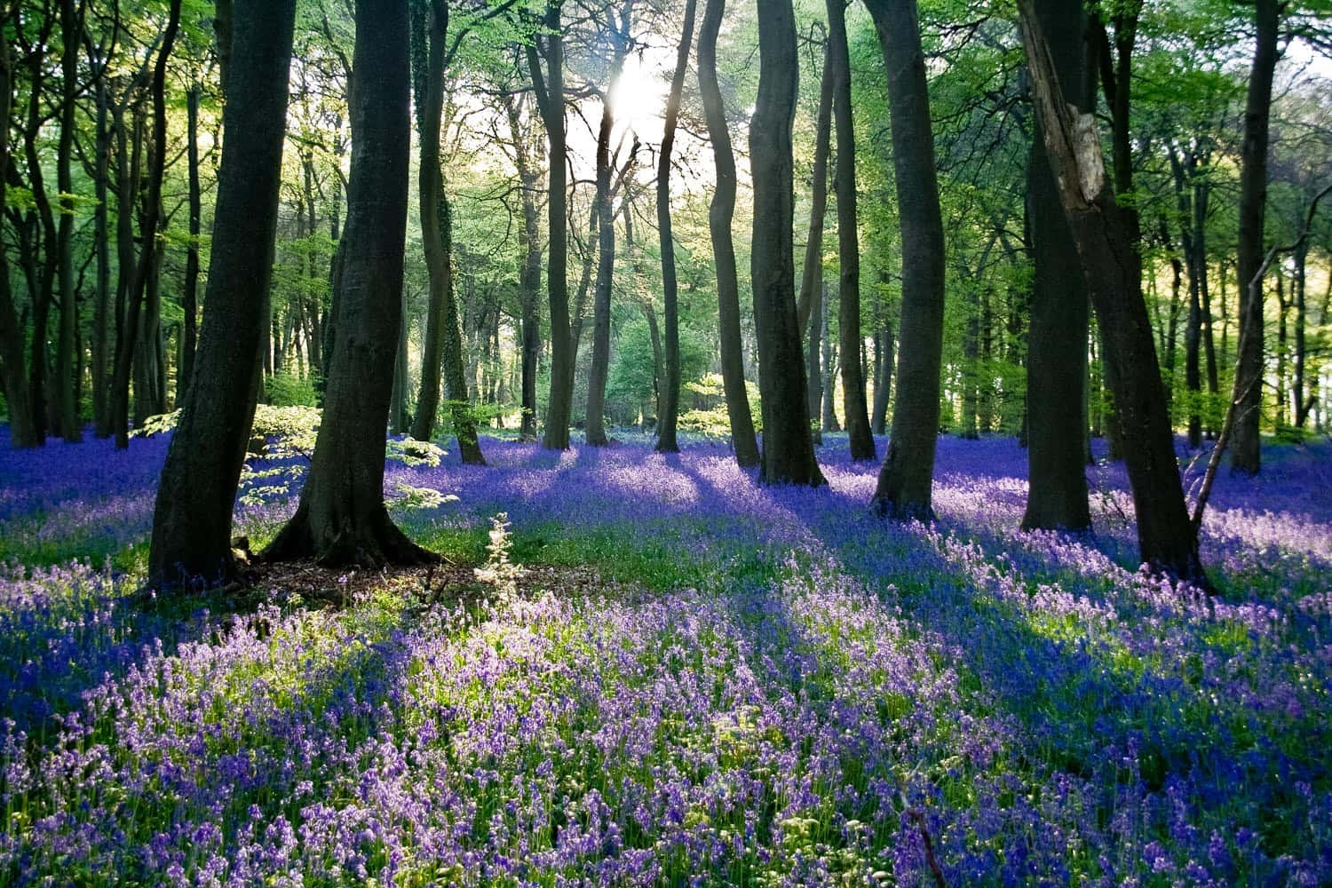 Lavender Forest Nature Picture