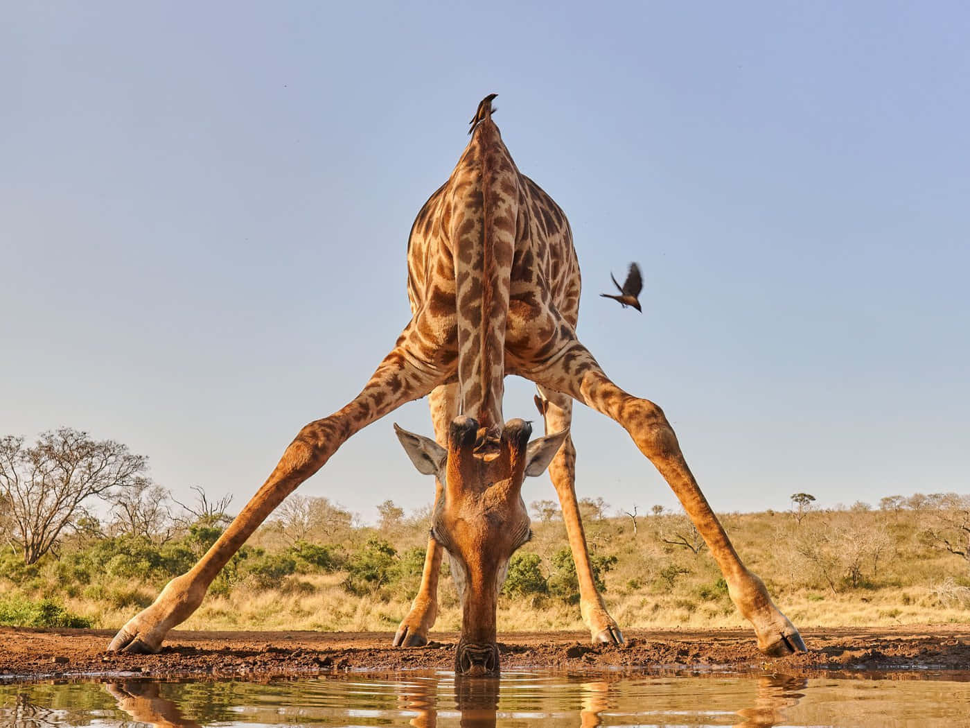 Nature View Of A Giraffe Drinking Picture
