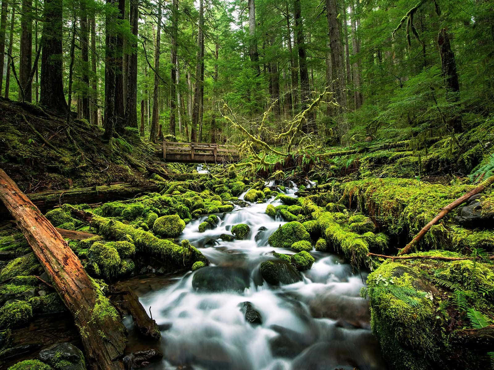 Mossy Forest River Nature Picture