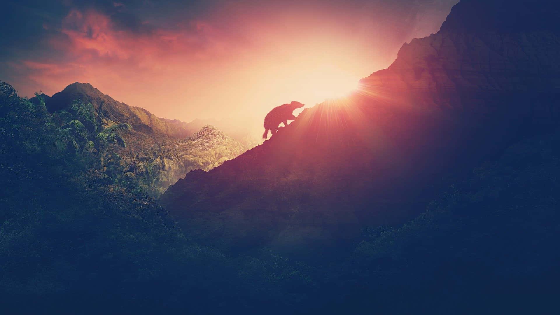 Bear Climbing Against Sunset Nature Picture