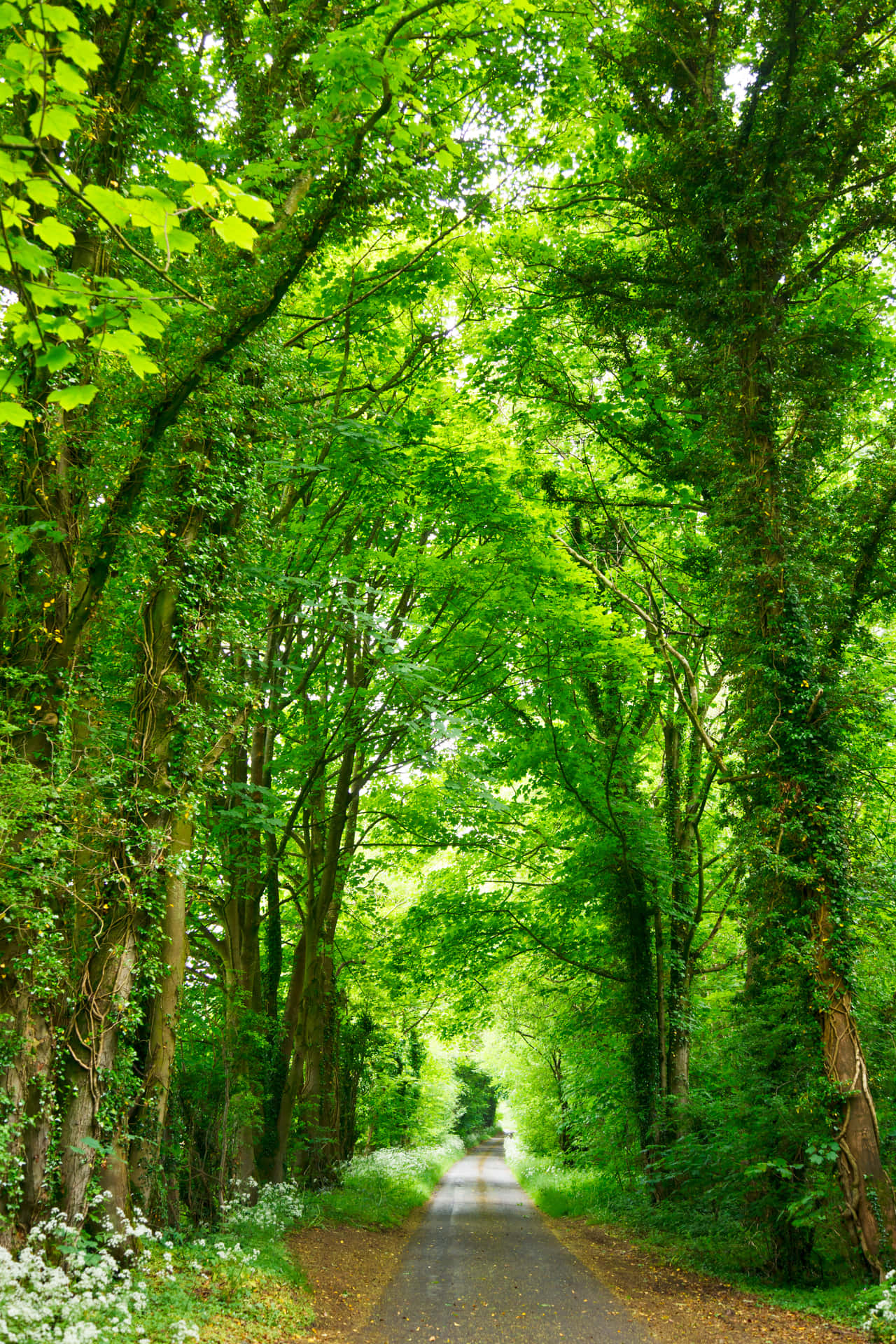 Pathway In The Nature Picture