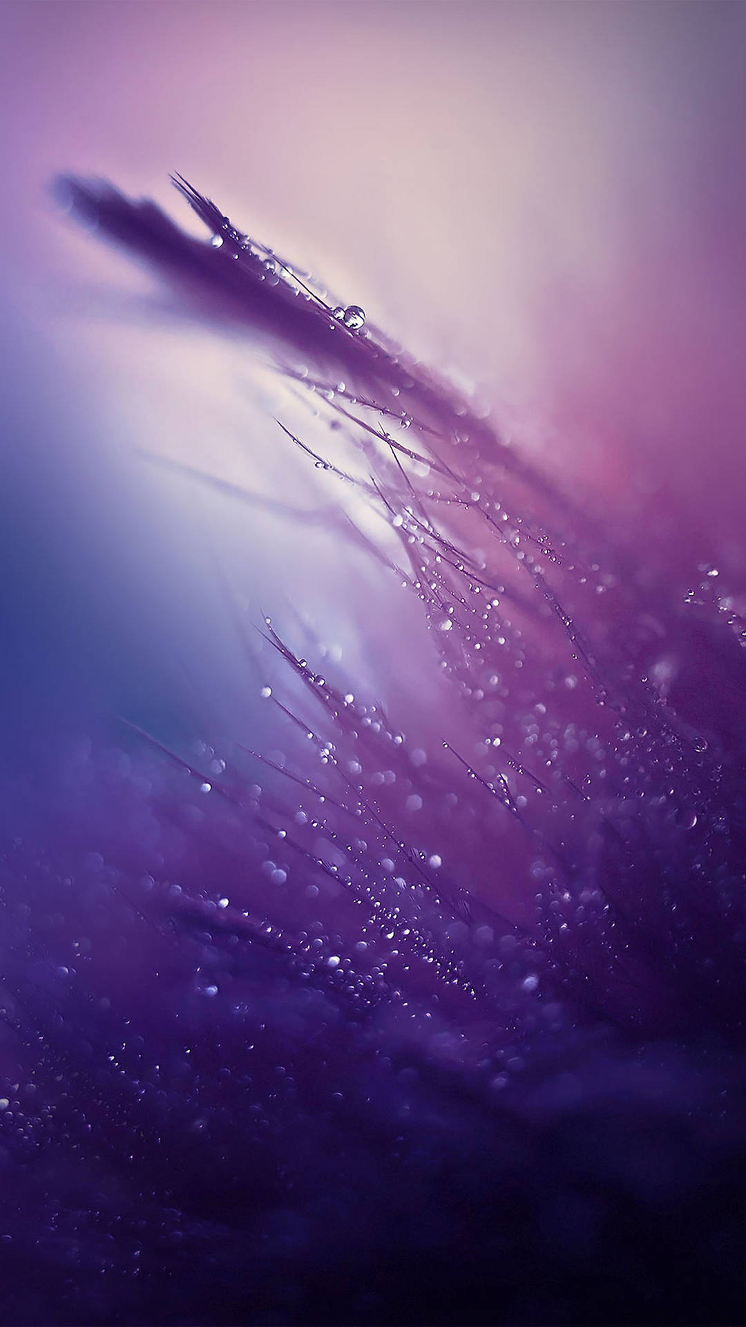 Nature Raindrop On Purple Backdrop Smartphone Background Wallpaper