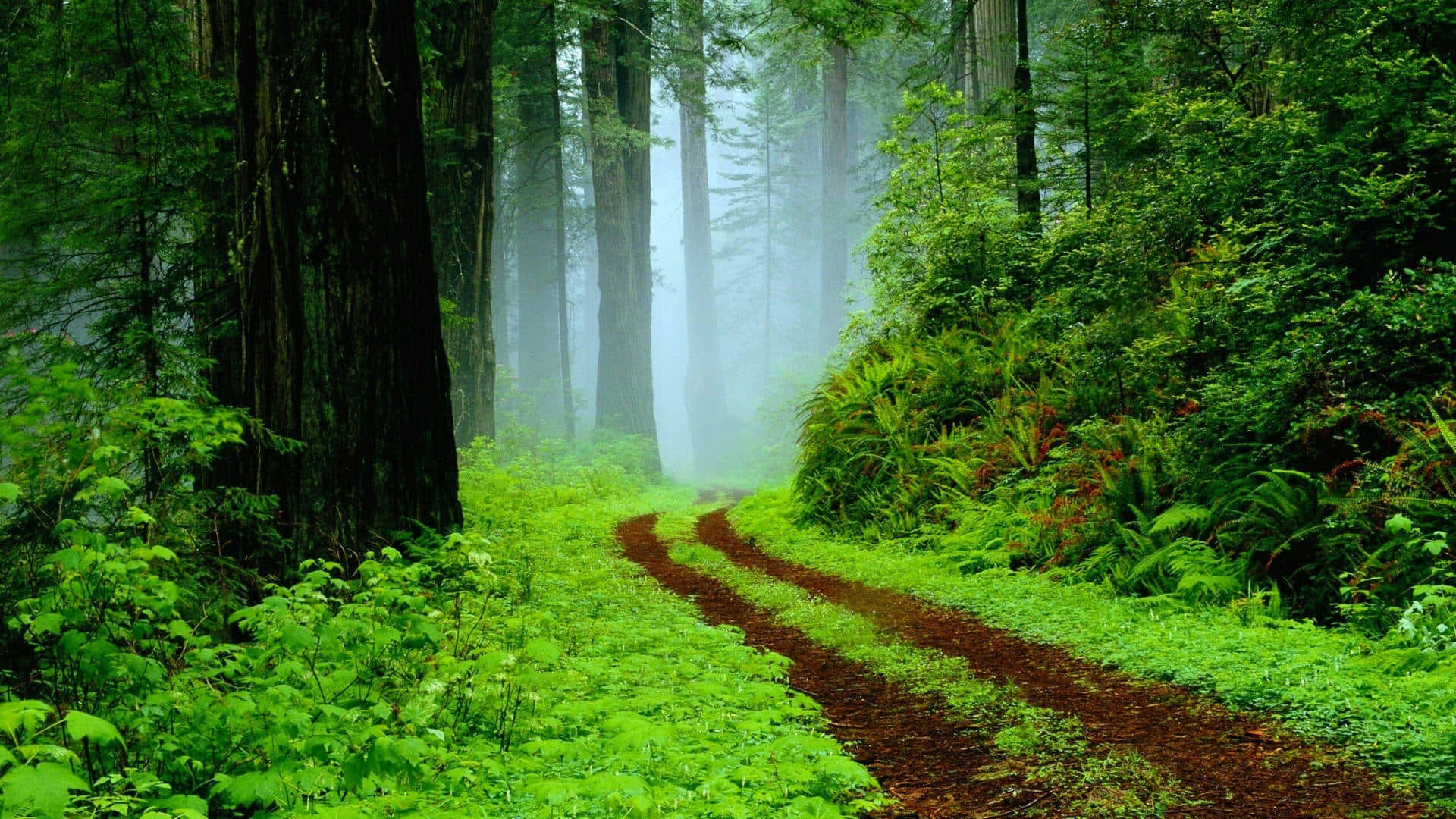 Forest Path Nature Scenes Wallpaper