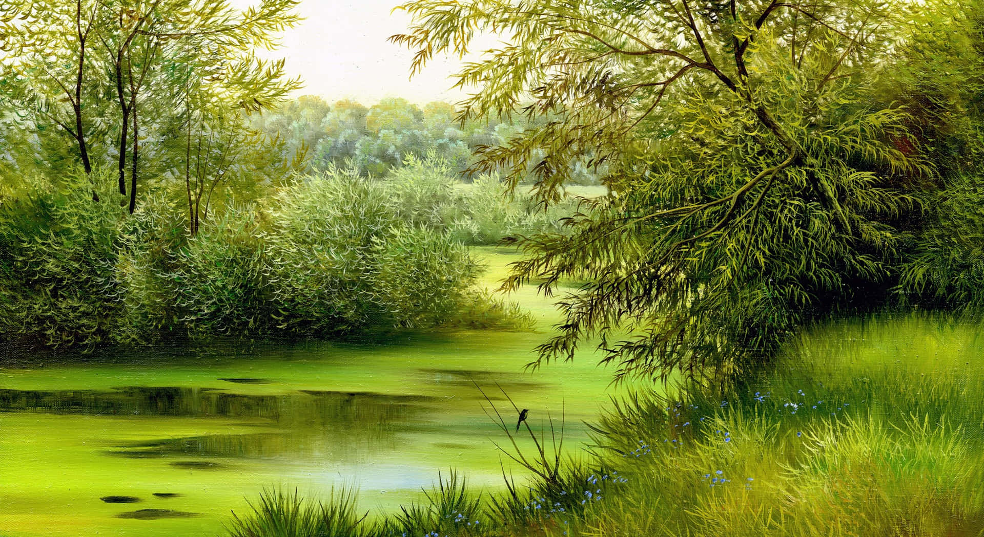 Green Swamp Nature Scenes Wallpaper