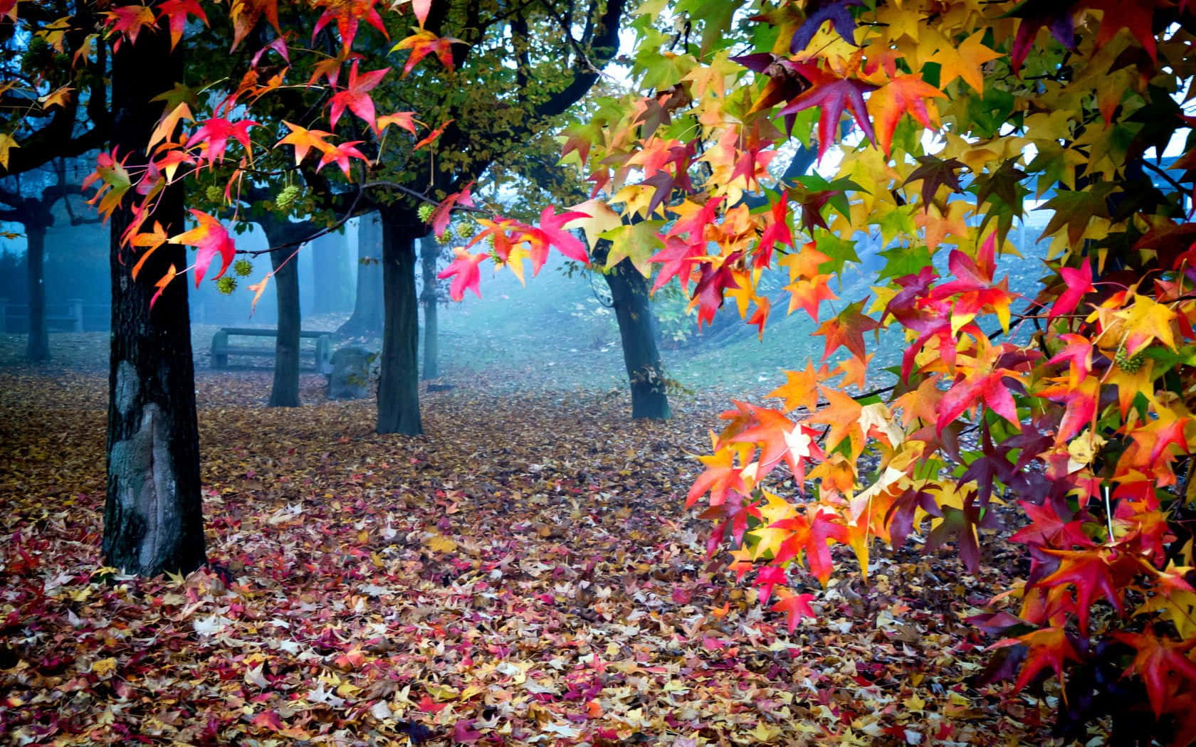 Autumn Nature Scenes Wallpaper