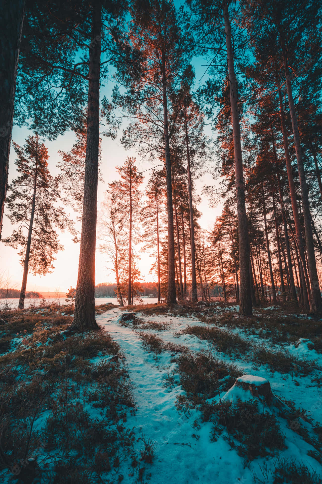 a forest with trees and snow at sunset Wallpaper