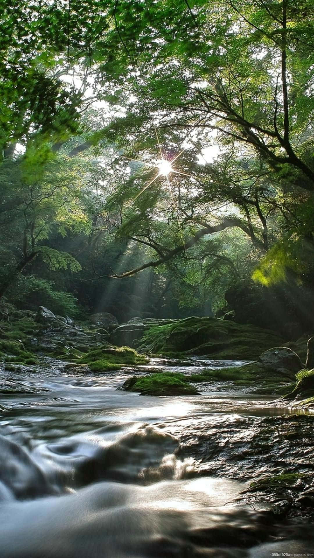 Un'incantevolescena Naturale Immersa In Una Foresta Rigogliosa Sfondo