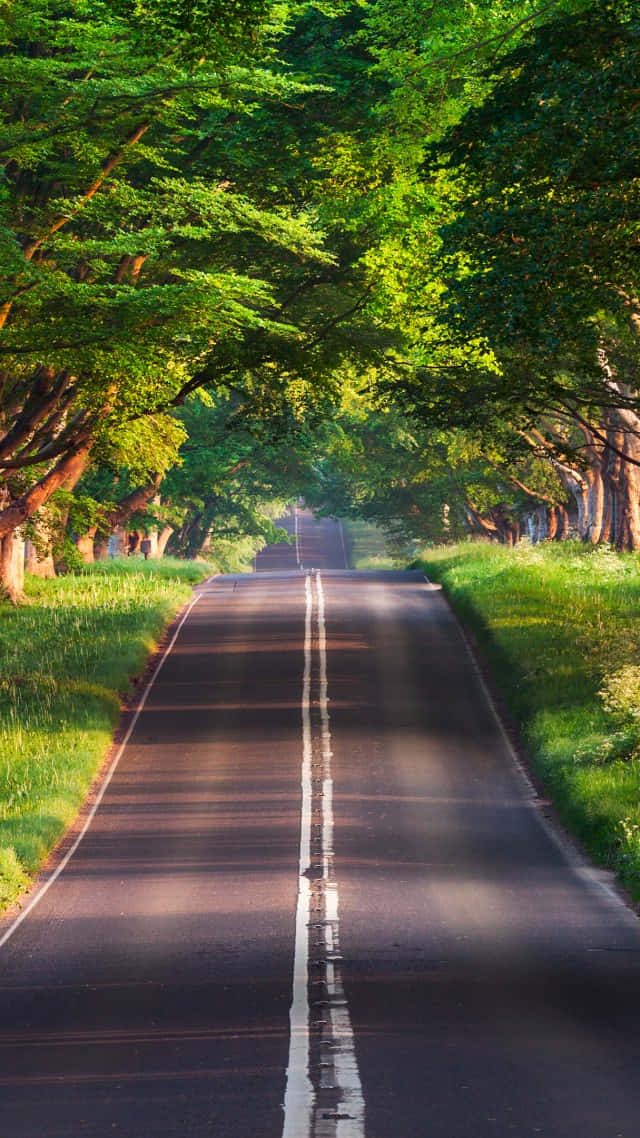 A Road Lined With Trees Wallpaper