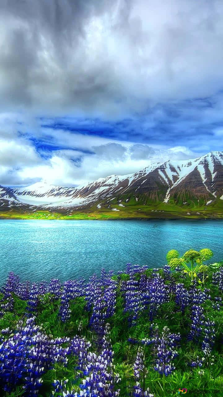 A Lake With Blue Flowers And Snowy Mountains Wallpaper