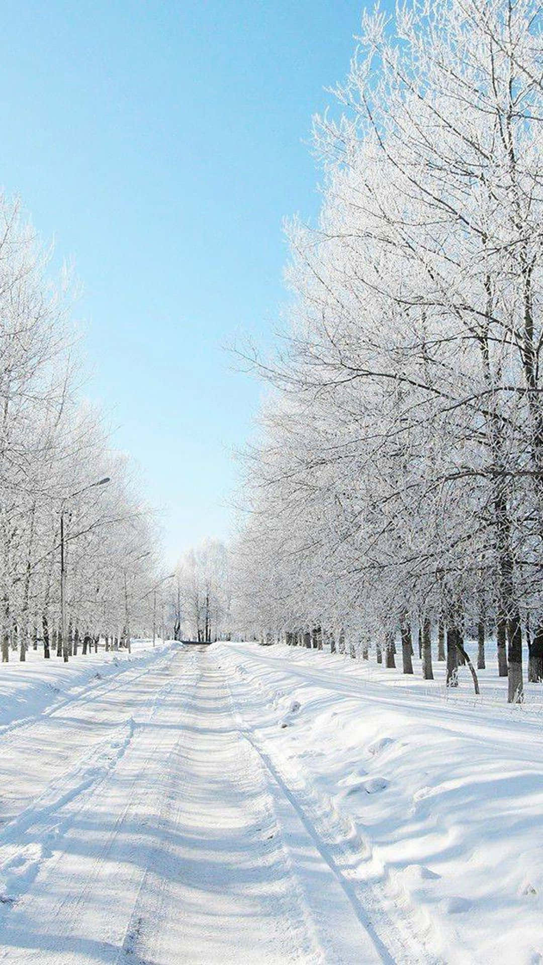 Download Embrace the beauty of a winter wonderland Wallpaper | Wallpapers .com