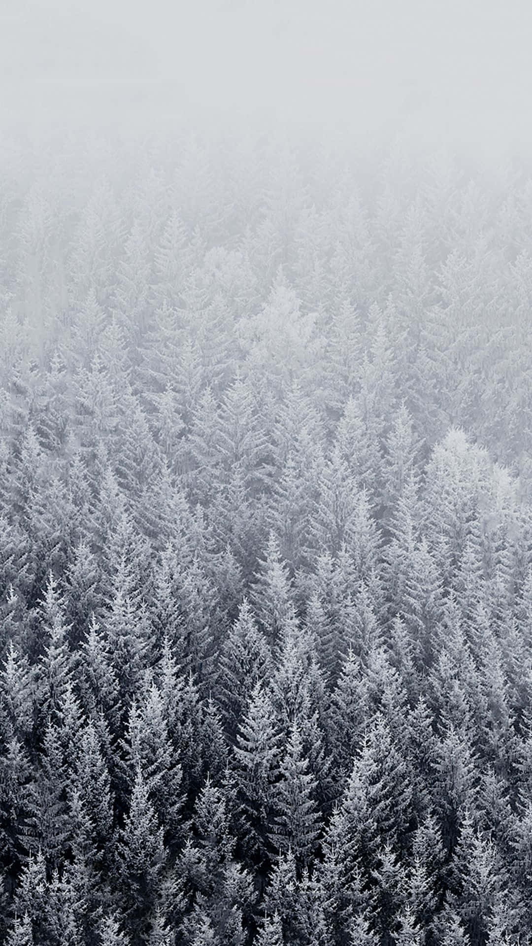 Nyd naturens skønhed i vintermånederne Wallpaper