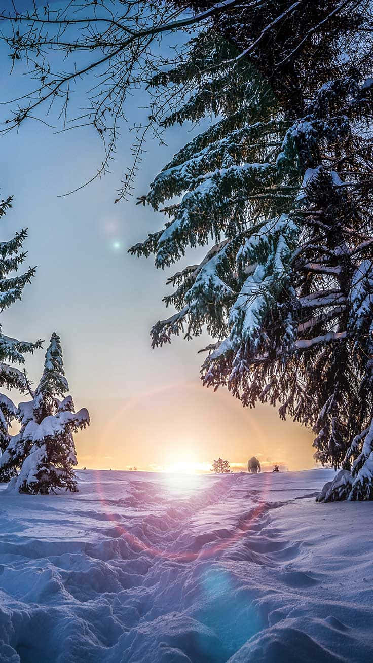 Nyd den betagende snebeklædte vinterlandskab fra din Iphone. Wallpaper