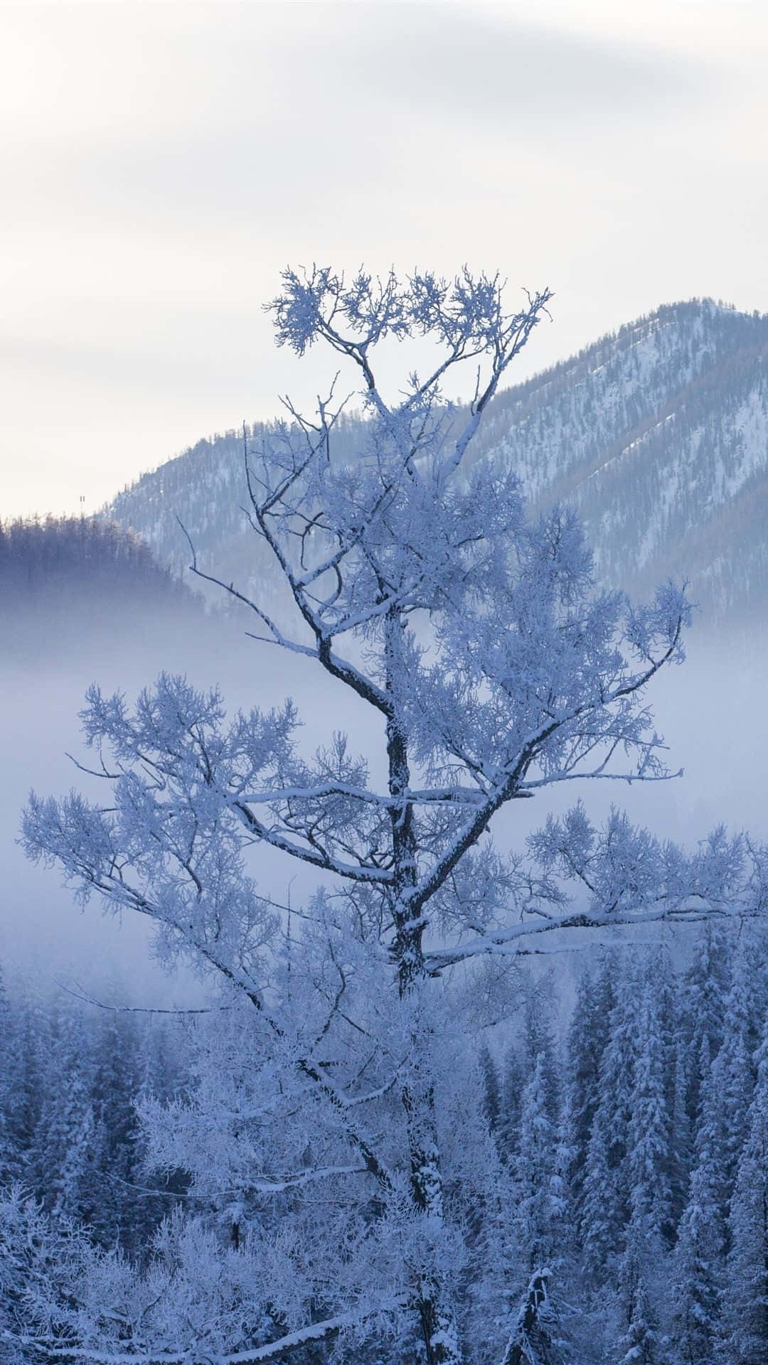En perfekt vinterdag med sneklædte bjergudsigter Wallpaper