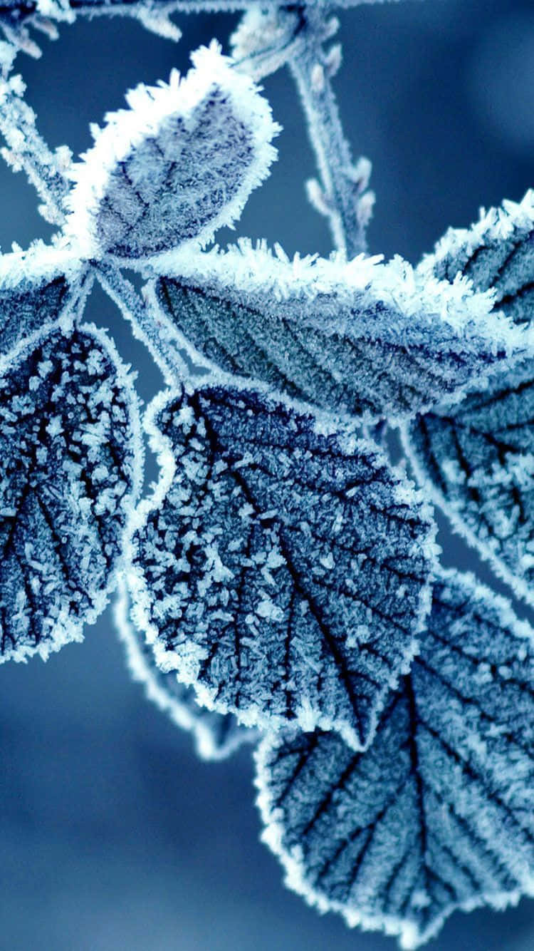 Appreciate the beauty of winter nature with an iphone Wallpaper